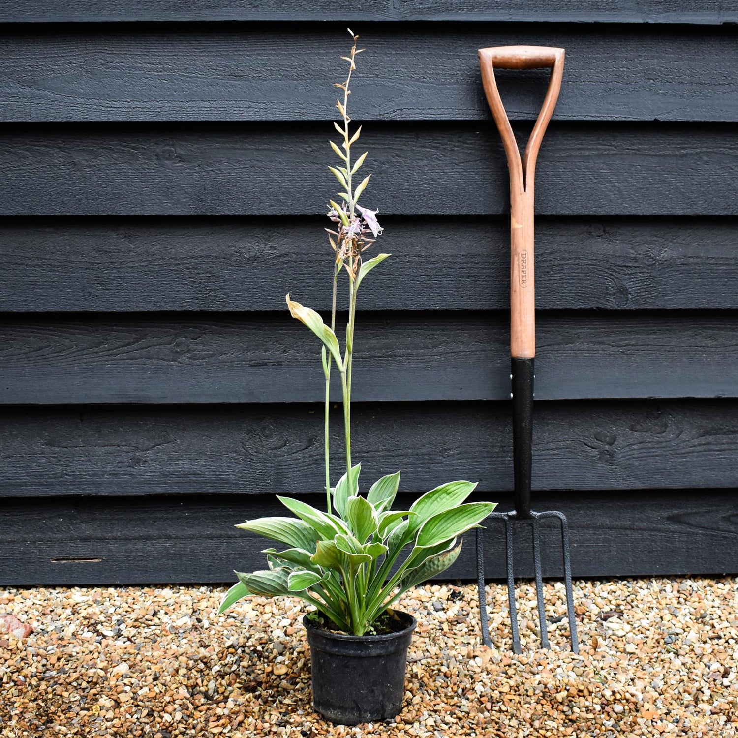 Hosta Francee | Plantain Lily 'Francee' - Deciduous Perennial - Height 30cm - 2lt