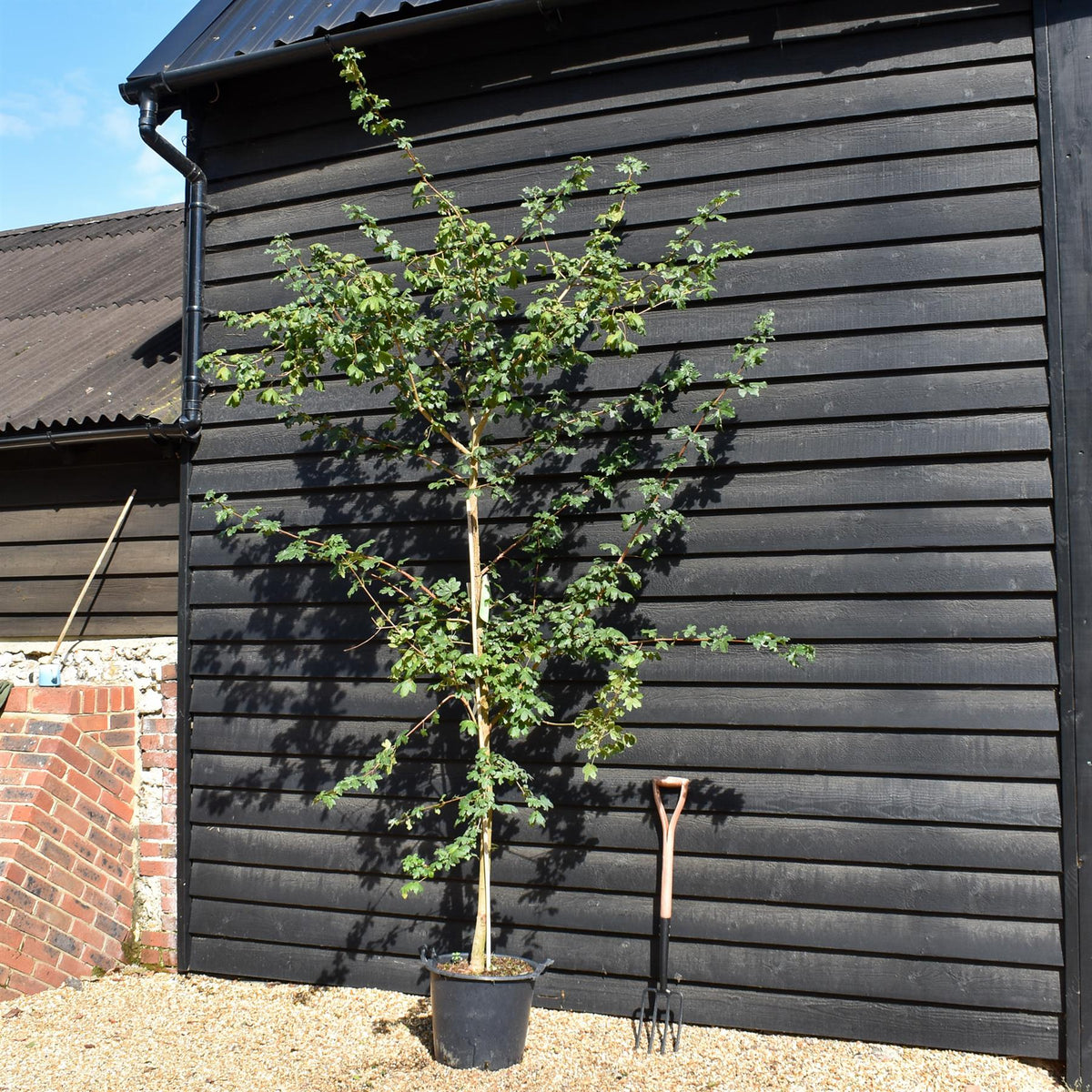 Field Maple | Acer campestre -Feathered - Height 250-270cm - 30lt