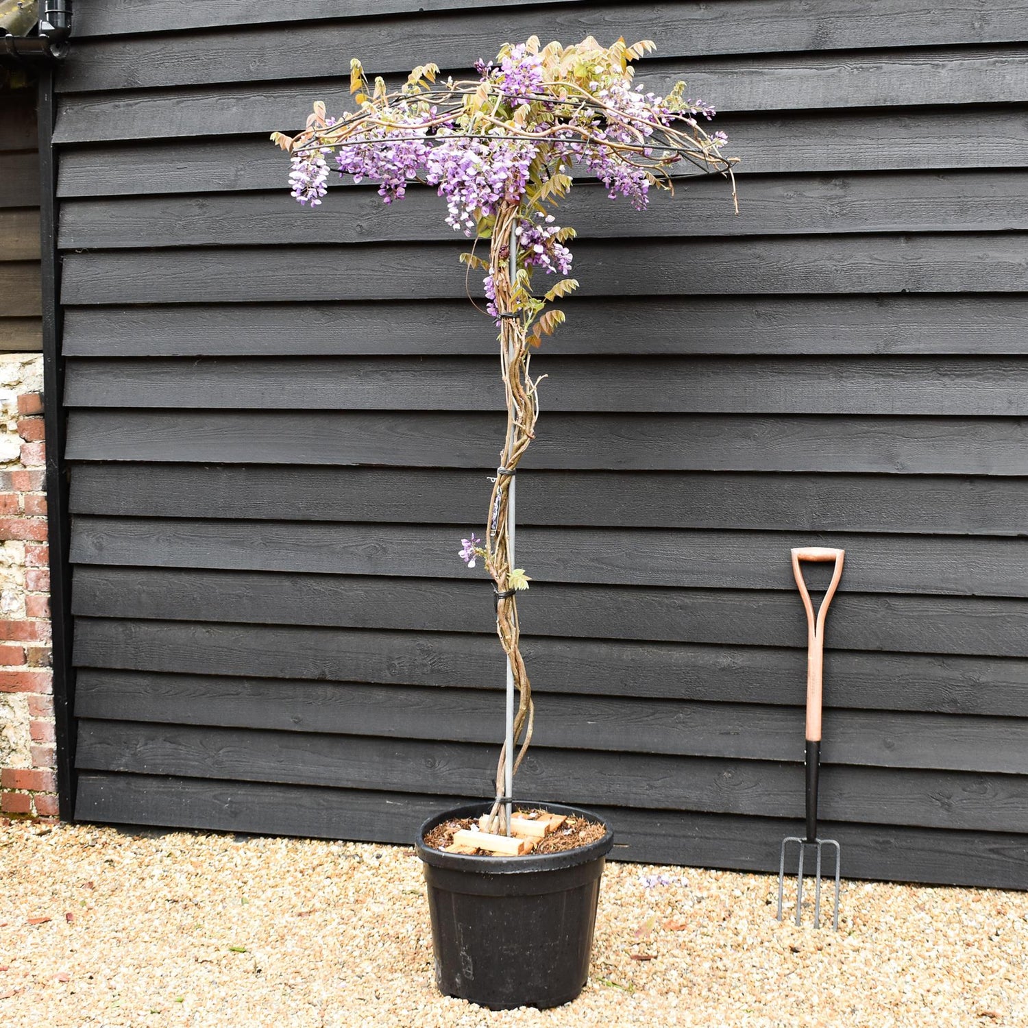 Wisteria 'Iko yama Fuli' -Umbrella - Roof Espalier Clear Stem 170cm - Height 200cm - 45lt