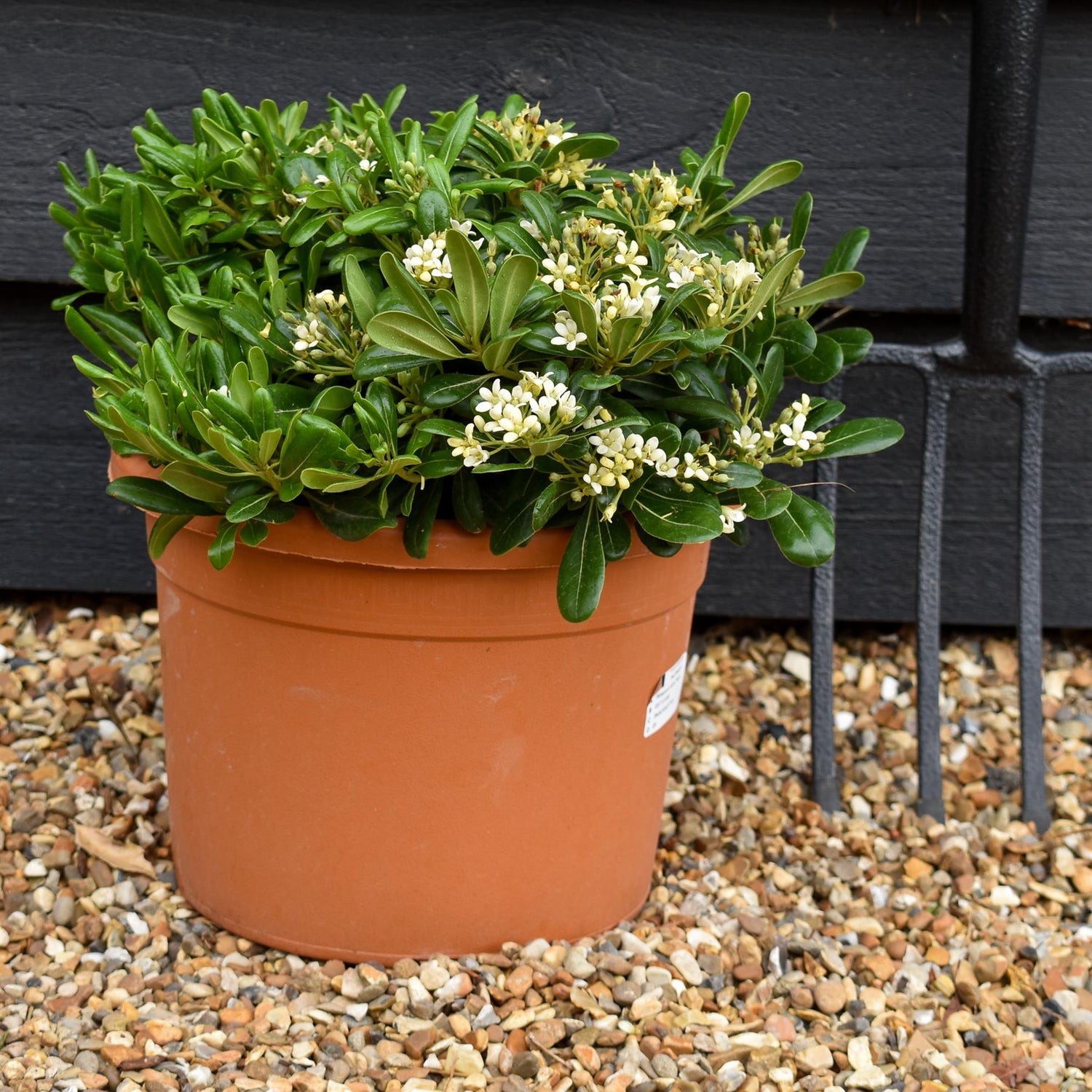 Pittosporum tobira | Austrian laurel -  Height 10-20cm - 8lt