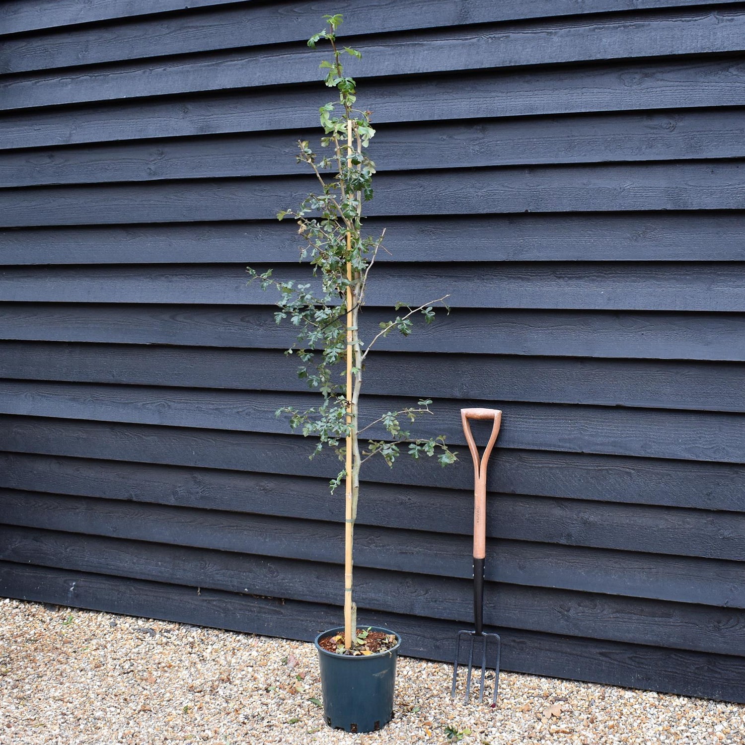 Crataegus laevigata 'Crimson Cloud' - Height 170cm-190cm - 12lt