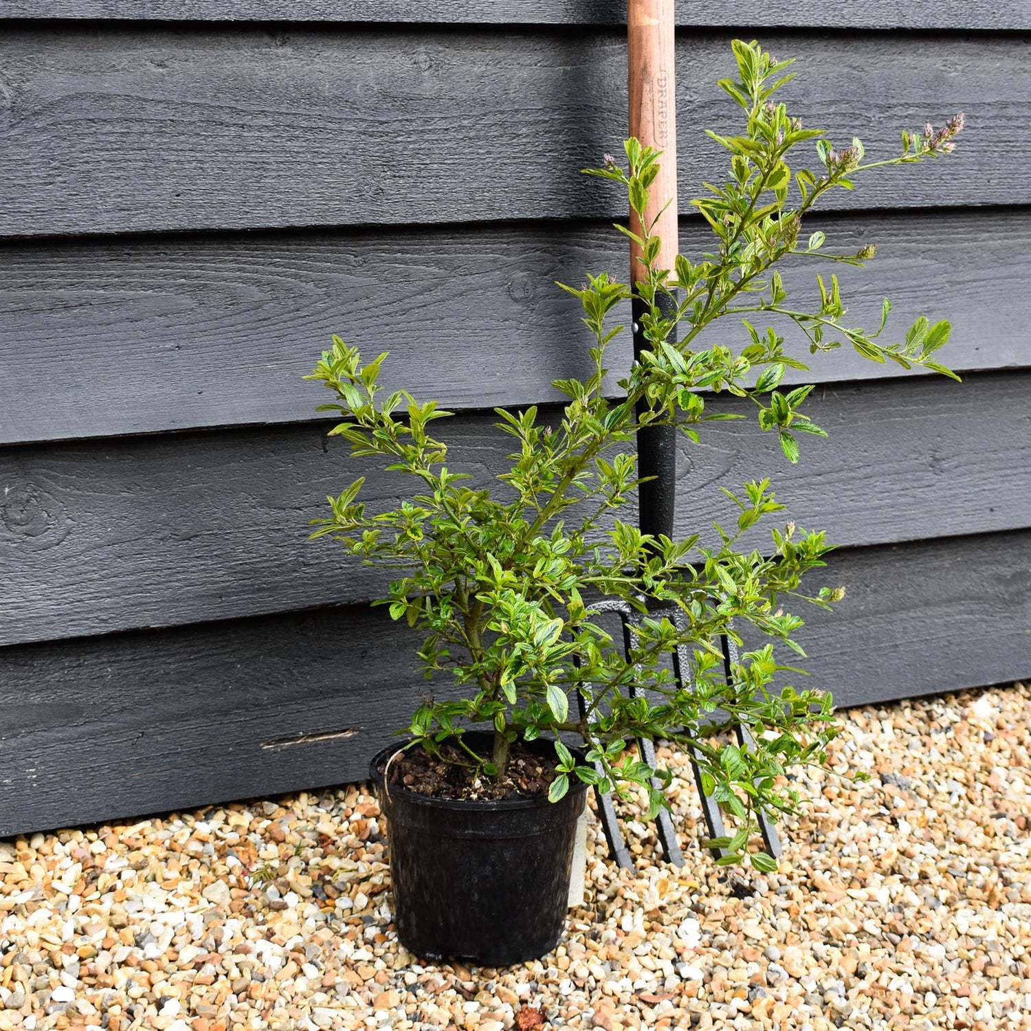 Ceanothus El Dorado | Californian lilac ‘El Dorado' - 15-35cm, 2lt