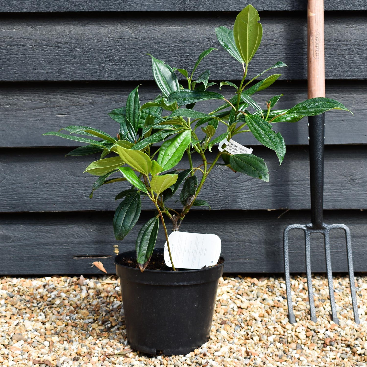 Viburnum davidii -  Shrub - Height 30-50cm - 5lt