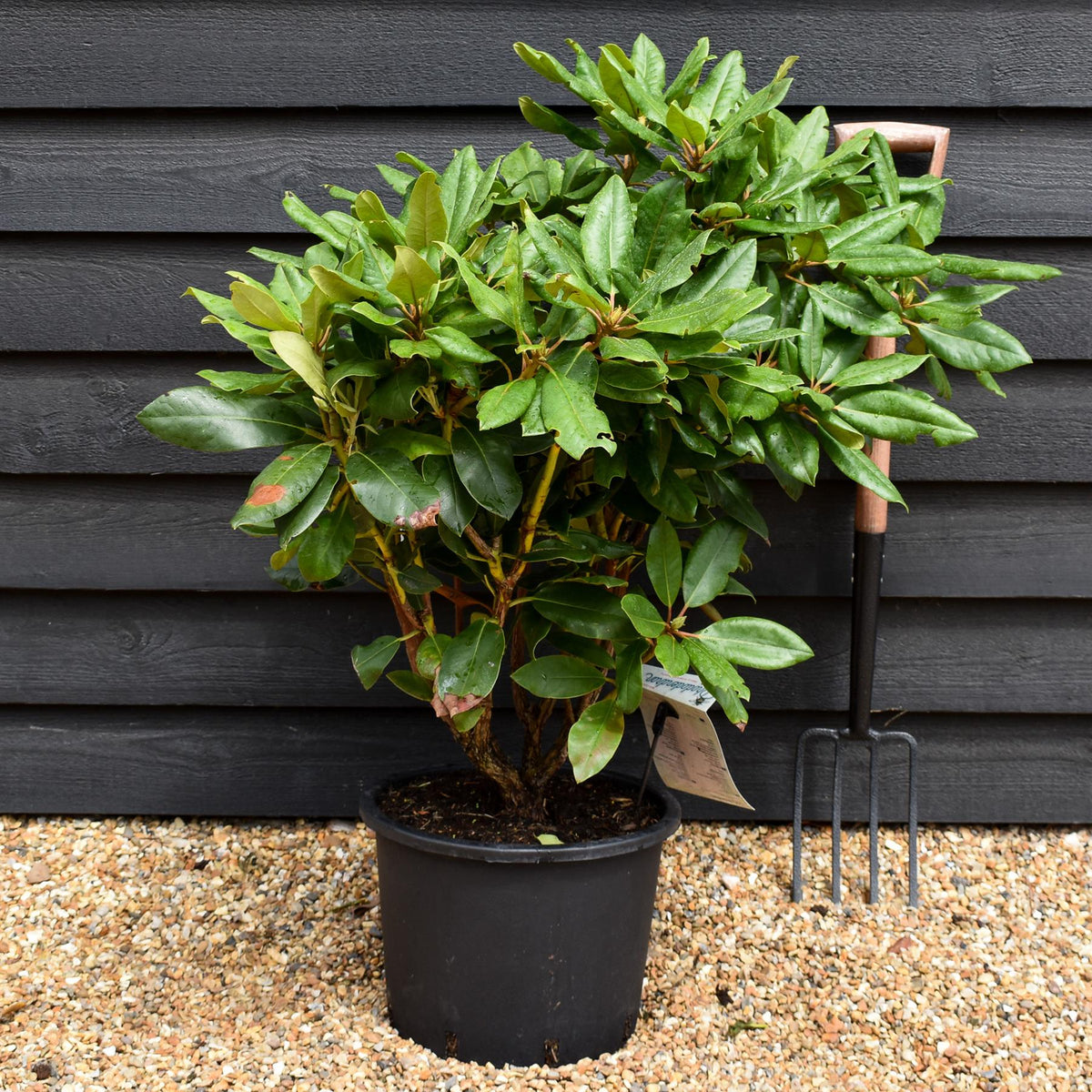 Rhododendron 'Pearce's American Beauty' - Shrub - Height 60-70cm - 20lt