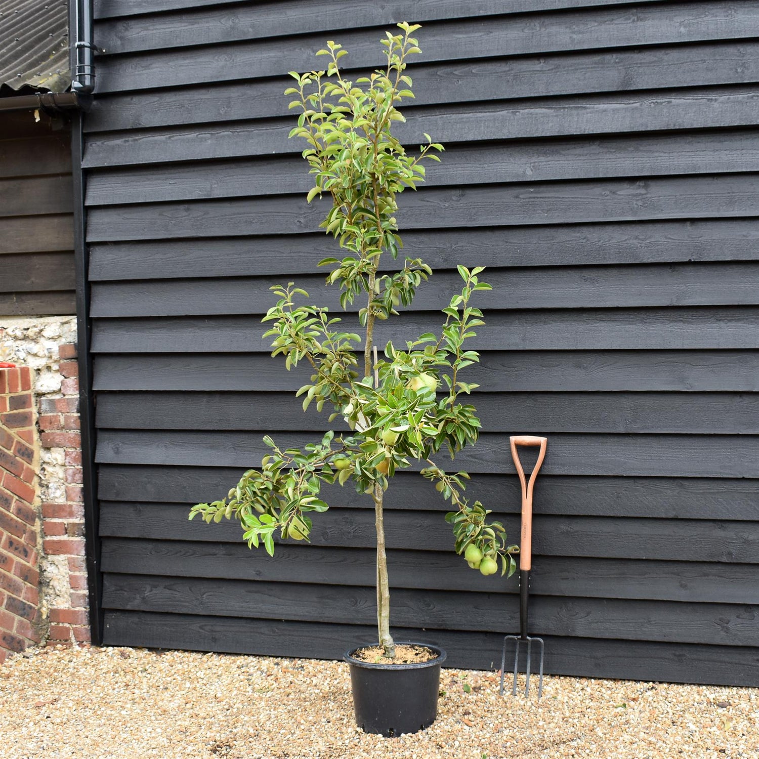 Pear 'Beth' | Pyrus communis - Height 120-150cm - 20lt
