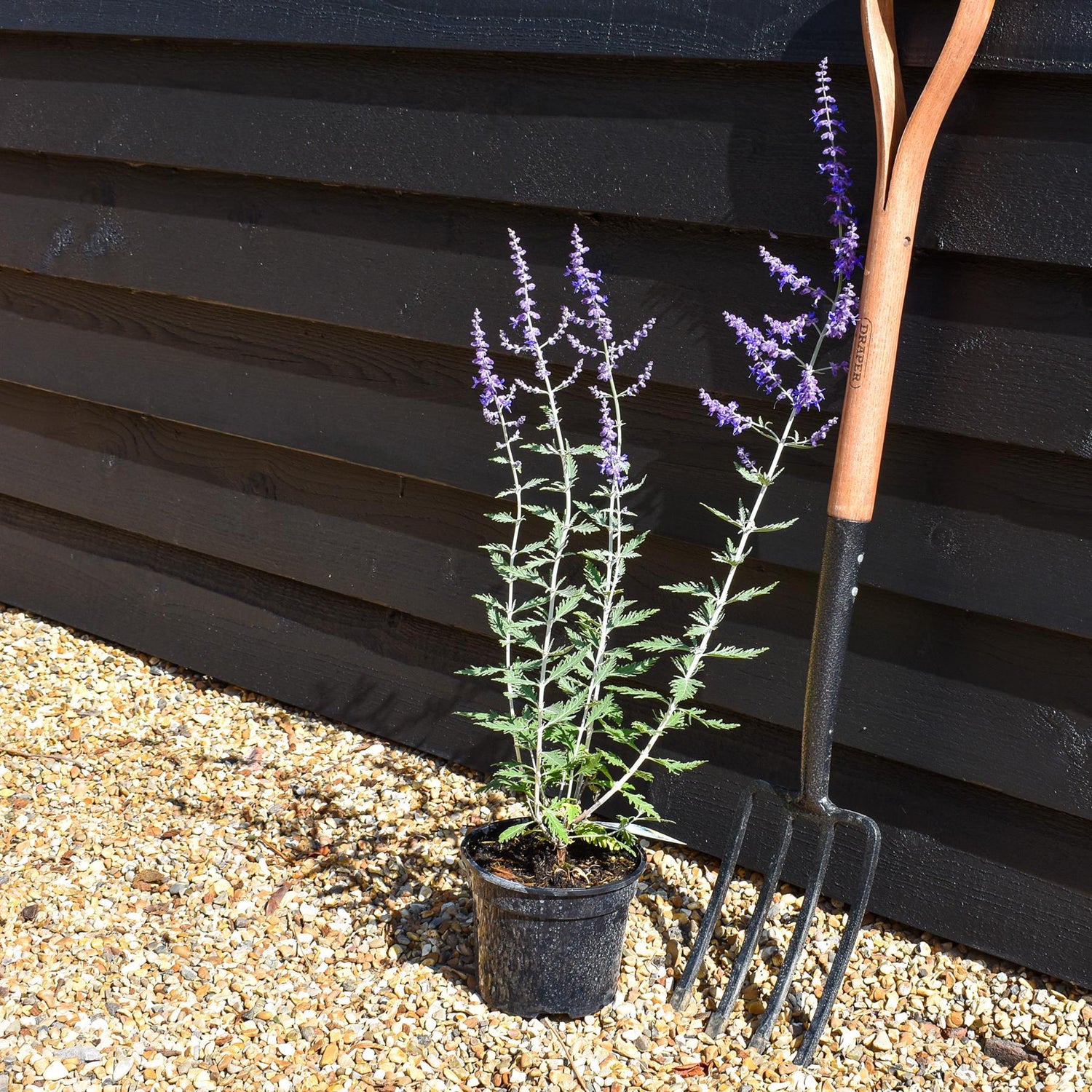 Perovskia 'Blue Spire' - Height 15-25cm - 2lt