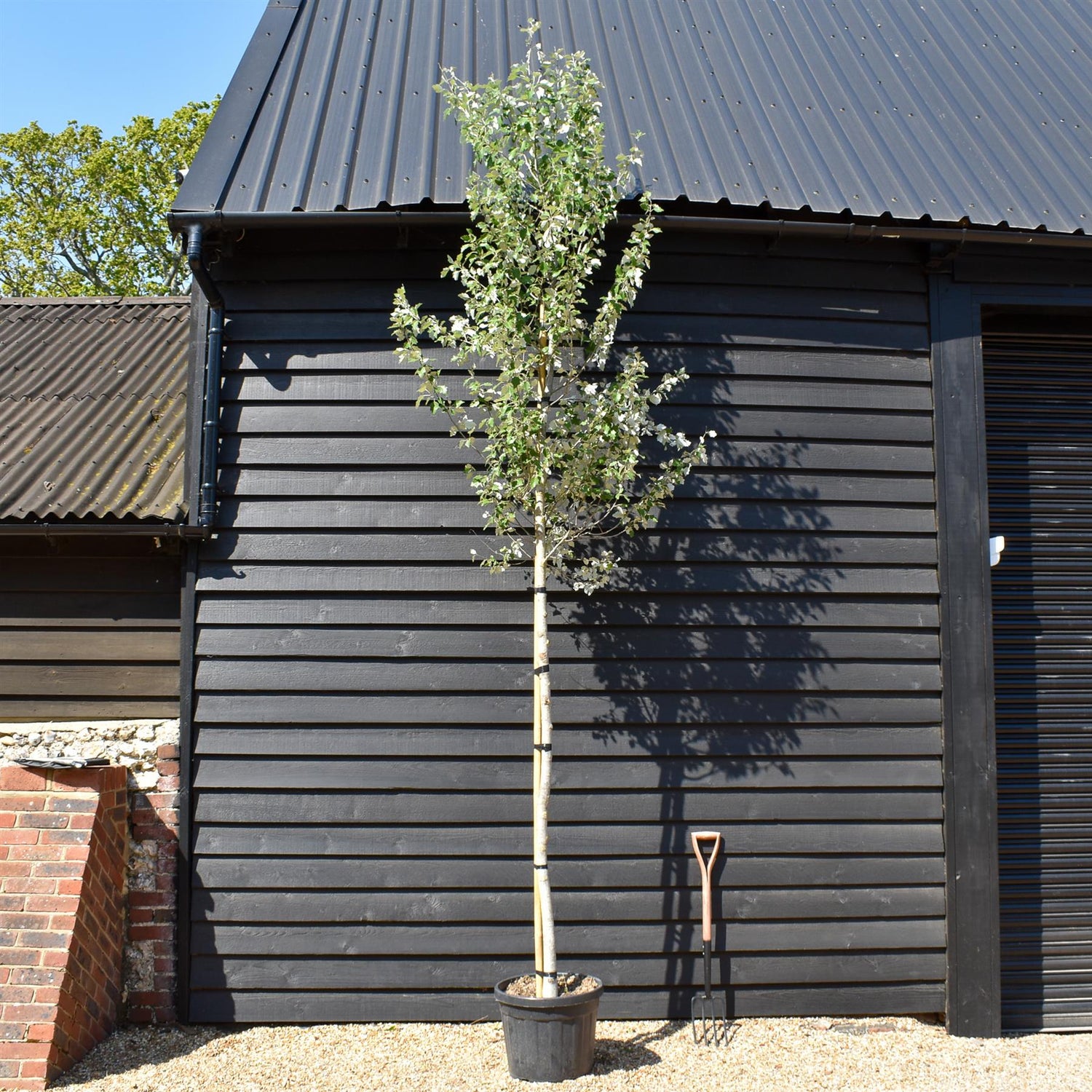 Populus alba | White Poplar Tree - Standard - Clear stem 160-170cm - Height 370-400cm - 45lt