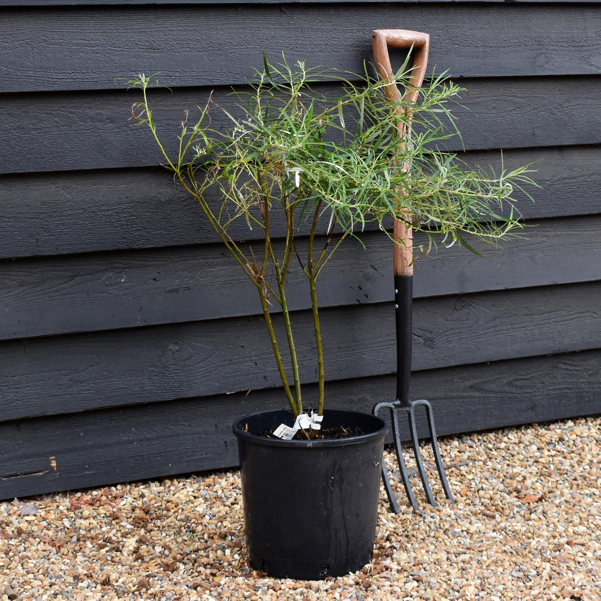 Salix elaeagnos - Shrub - Height 60-80cm - 10lt