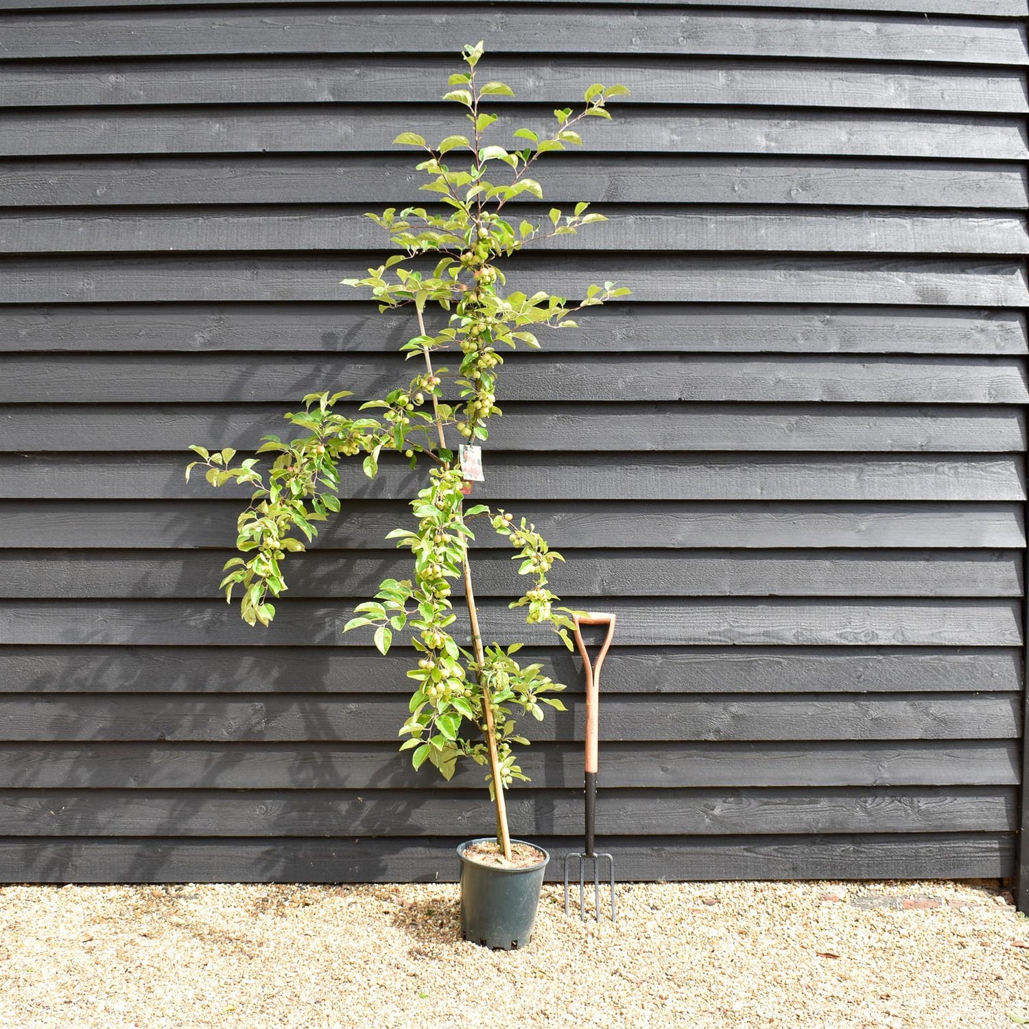 Crab apple | Malus Gorgeous  - 160-180cm - 12lt