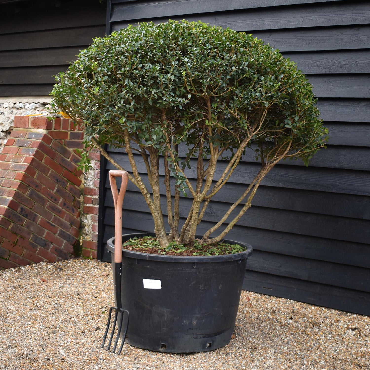 Osmanthus x burkwoodii | Burkwood Osmanthus - Parachute - Height 125-130cm - Width 140-150cm - 230lt