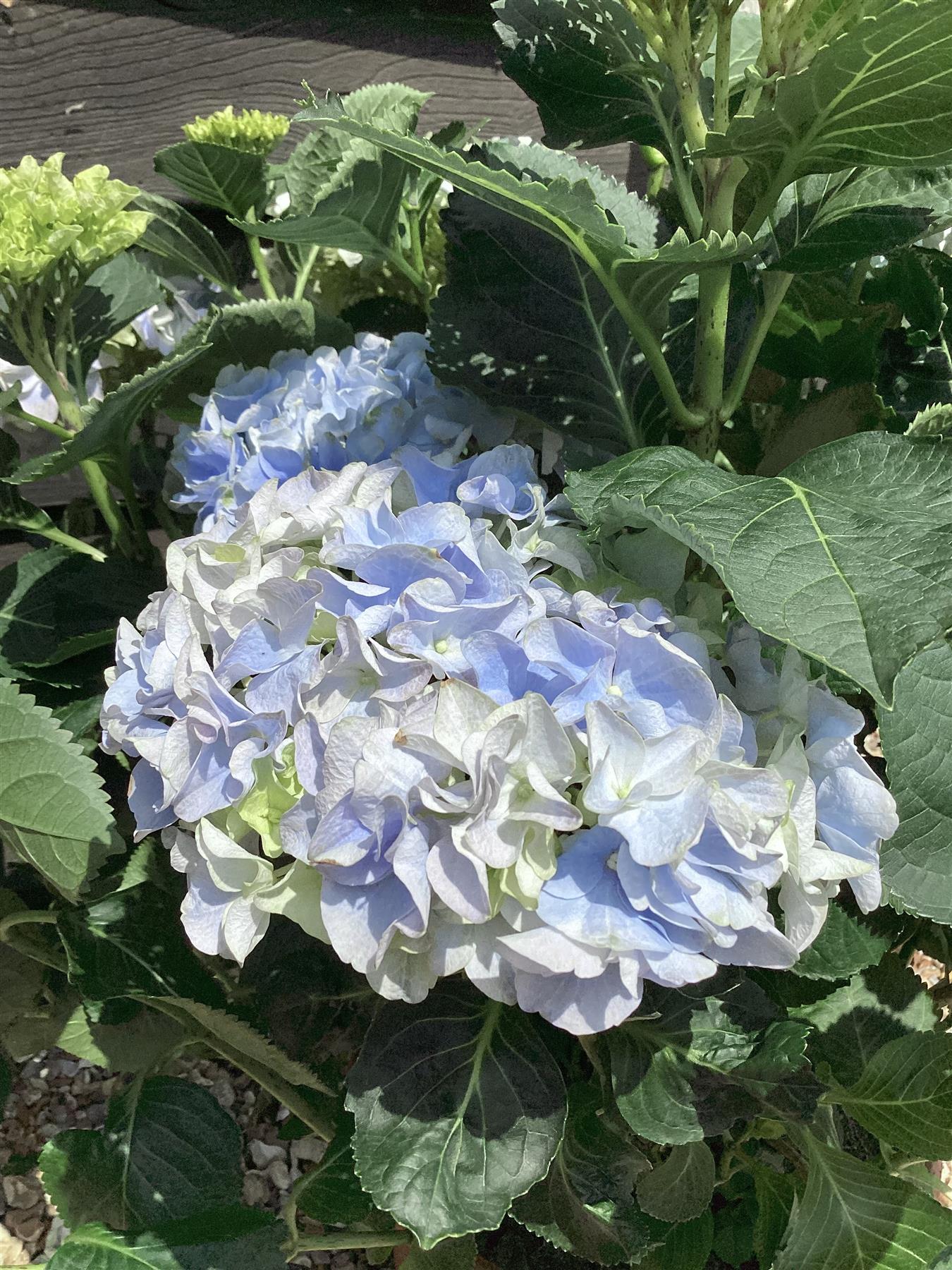 Hydrangea Original Mophead - Blue | Blue Hydrangea 50-60cm - 8lt