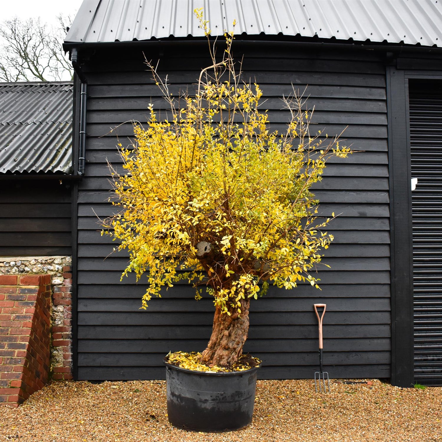 Pomegranate | Punica granatum - Mature Specimen 11A - 2 Branches - Height 230-240cm - 230lt