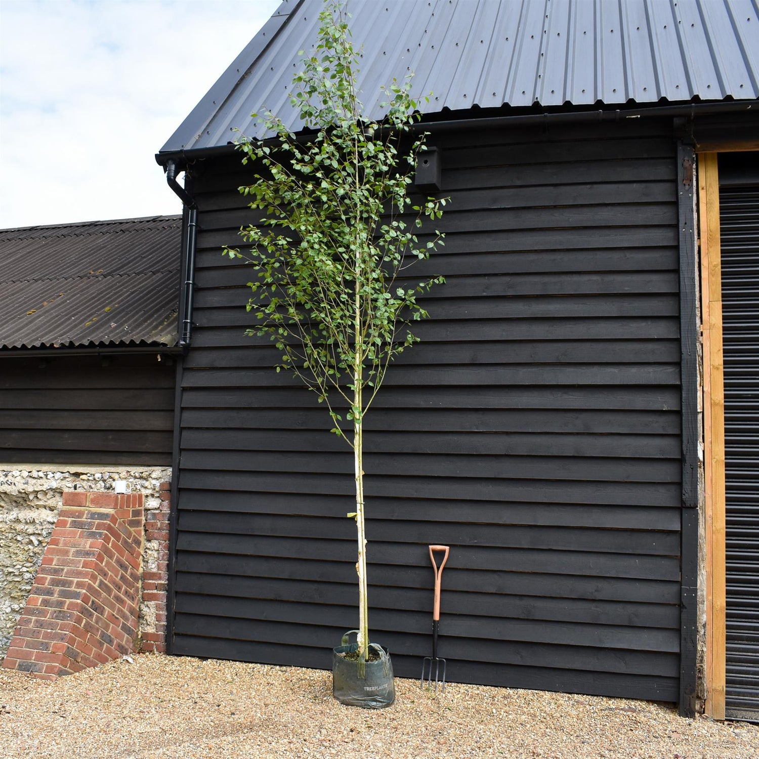 Betula utilis Snow Queen - Clear Stem 145cm - Height 380-400cm - 45lt