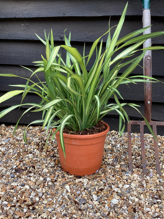 Phormium Yellow Wave | New Zealand Flex 'Yellow Wave' - 40-50cm - 7lt