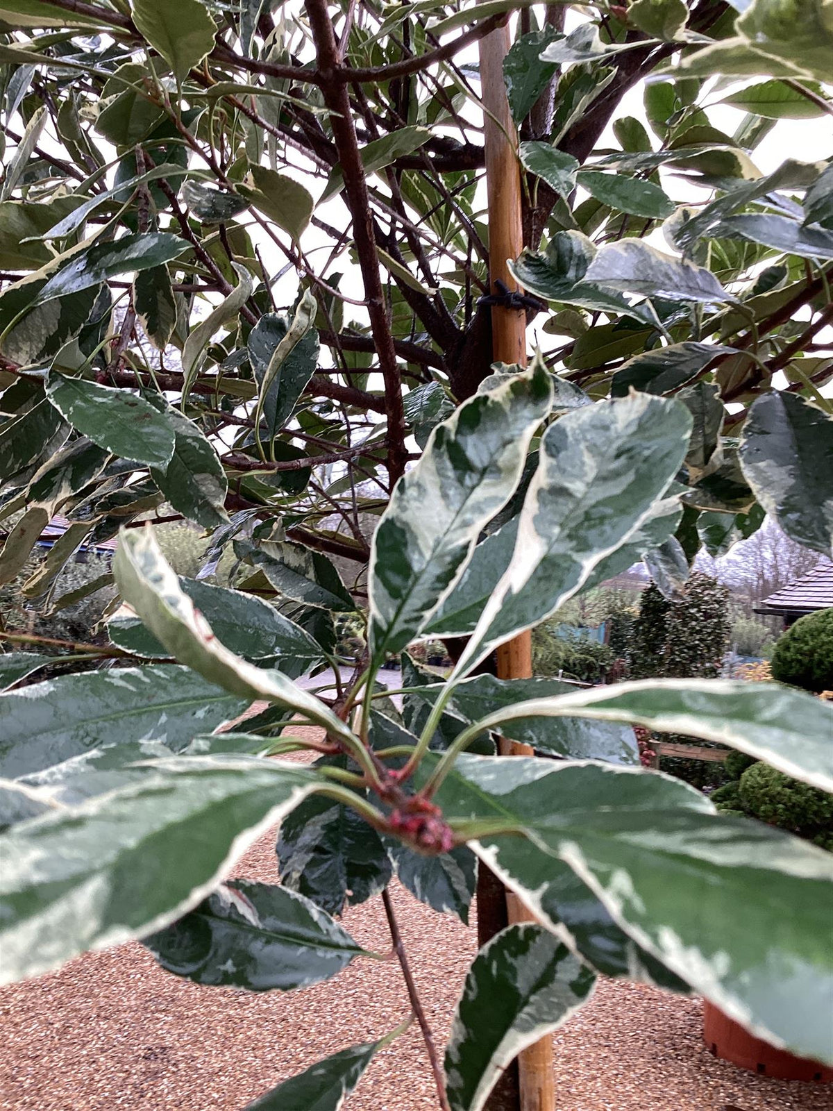 Photinia Pink Marble | Christmas berry Pink Marble Standard - 350cm, 55lt