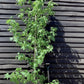 Liquidambar styraciflua | Sweet Gum Tree - Girth 08-10cm - 200-220cm - 18lt