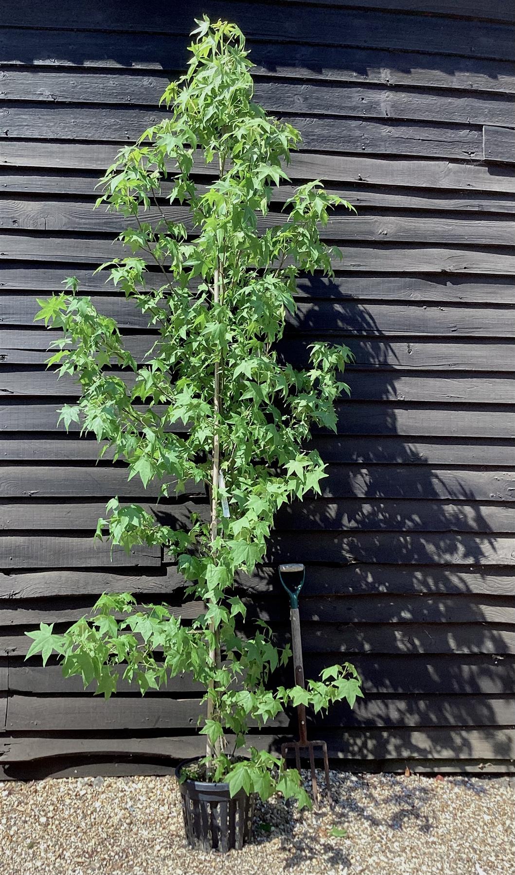 Liquidambar styraciflua | Sweet Gum Tree - Girth 08-10cm - 200-220cm - 18lt