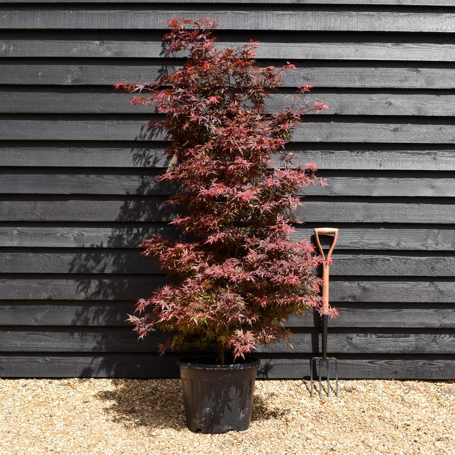 Japanese maple 'Shaina' | Acer palmatum - Bushy - Height 170-220cm - 35lt