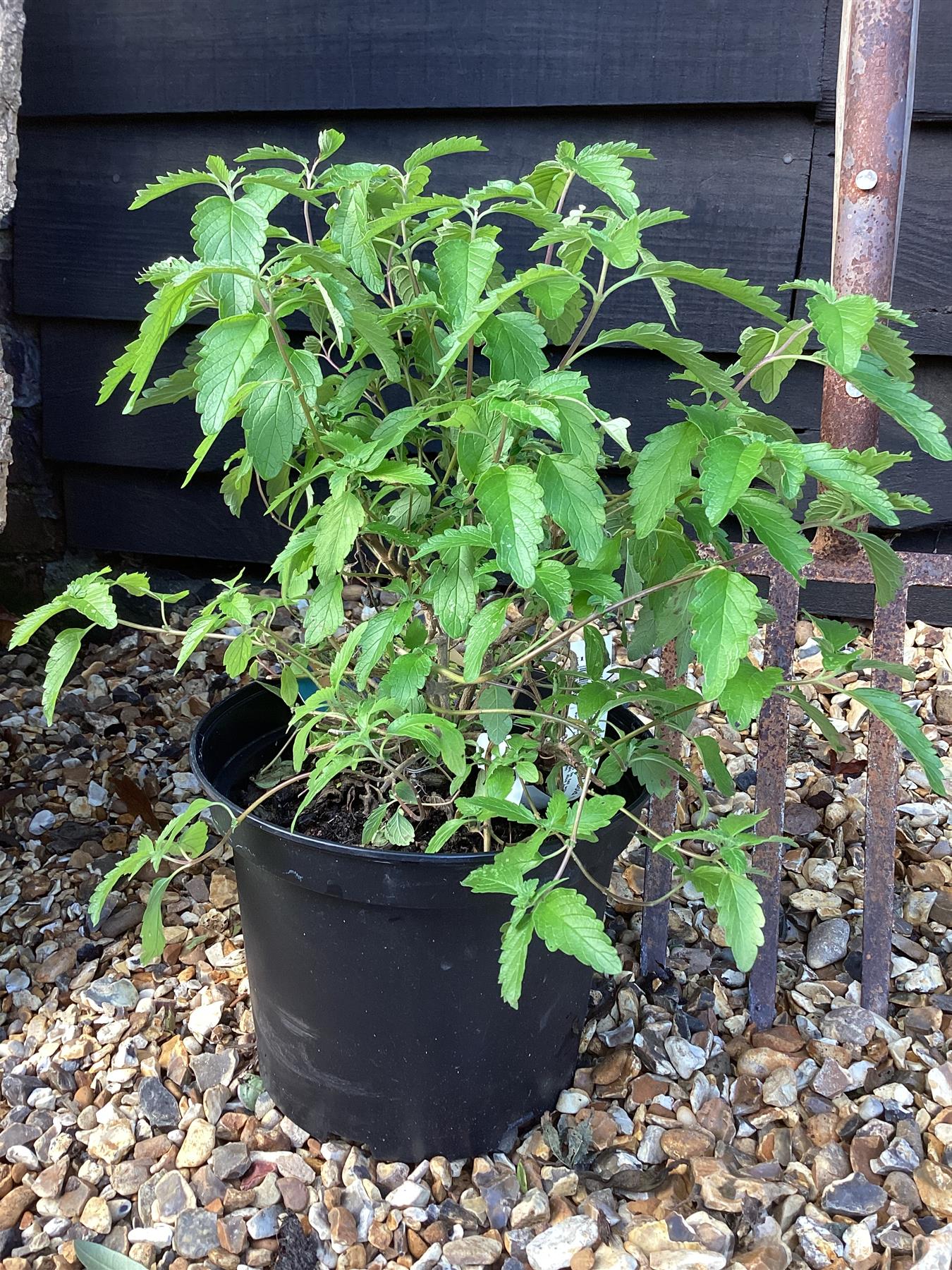 Caryopteris Hint of Gold 'Lisaura' - 10-30cm, 5lt