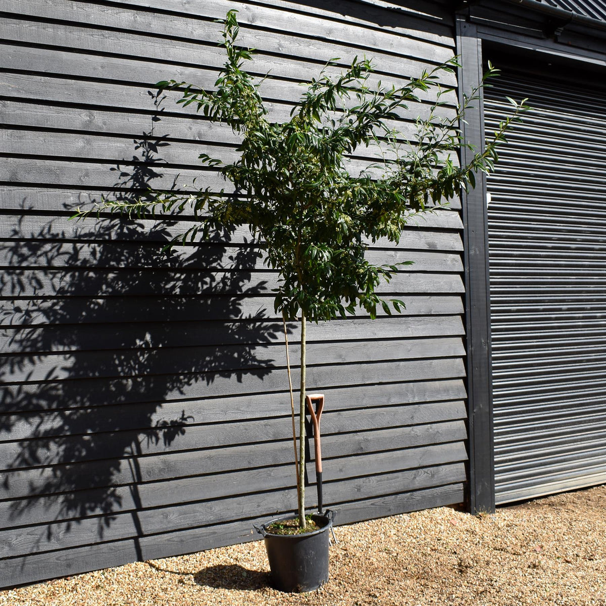 Cotoneaster 'Rothschildianus' | Willow-Leaved Cotoneaster - Clear Stem 120-130cm - Height 250-270cm - 30lt