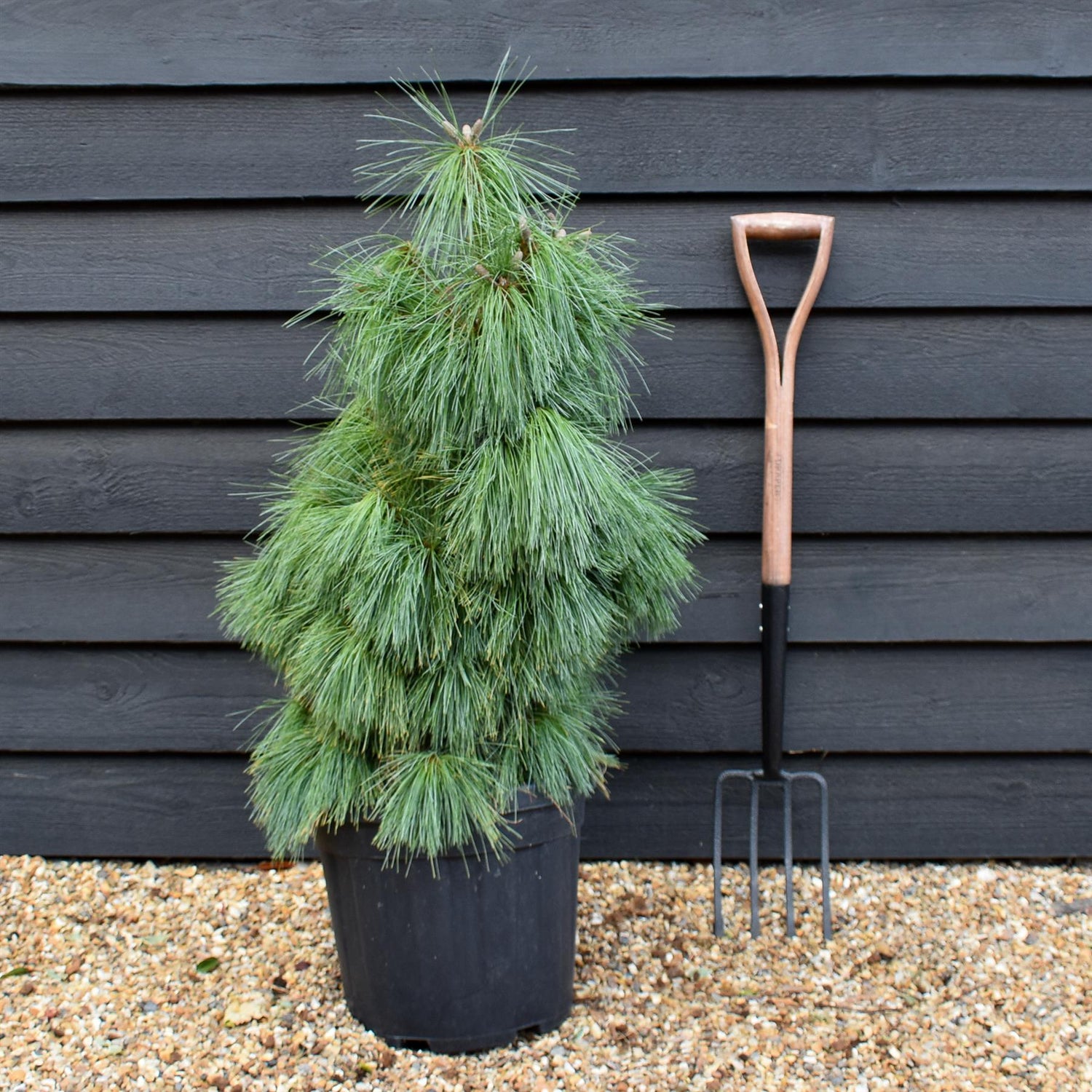 Pinus x schwerinii 'Wiethorst' |Schwerin's pine 'Wiethorst' - Height 75-85cm - 20lt