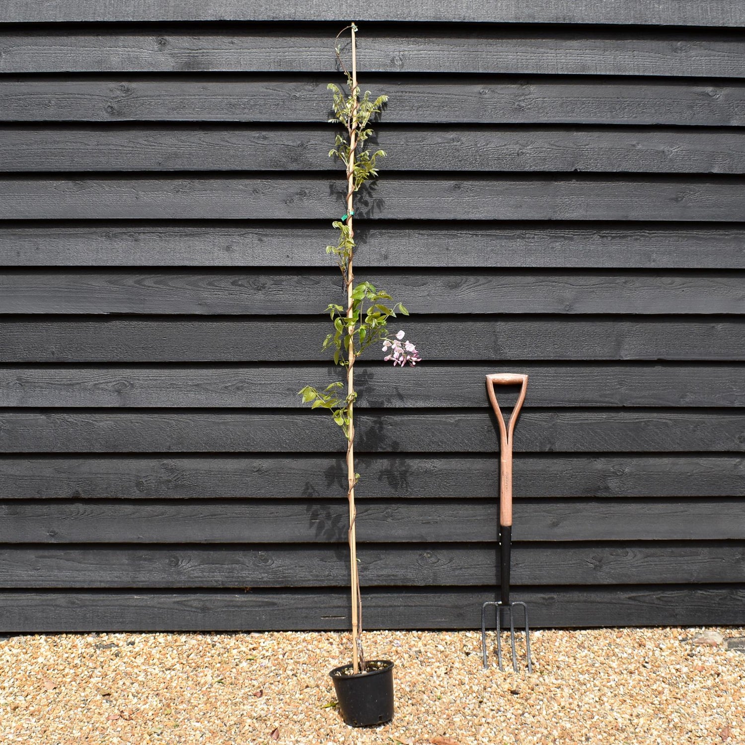 Wisteria brachybotrys 'Showa-beni' | Silky Wisteria 'Showa-beni' - Cane - Height 150-200cm - 3lt