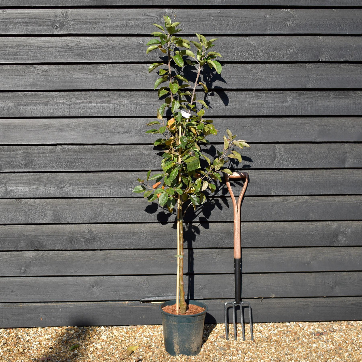 Apple tree 'Discovery' | Malus domestica - M26 - Dwarfing - Height 150-170cm - 12lt