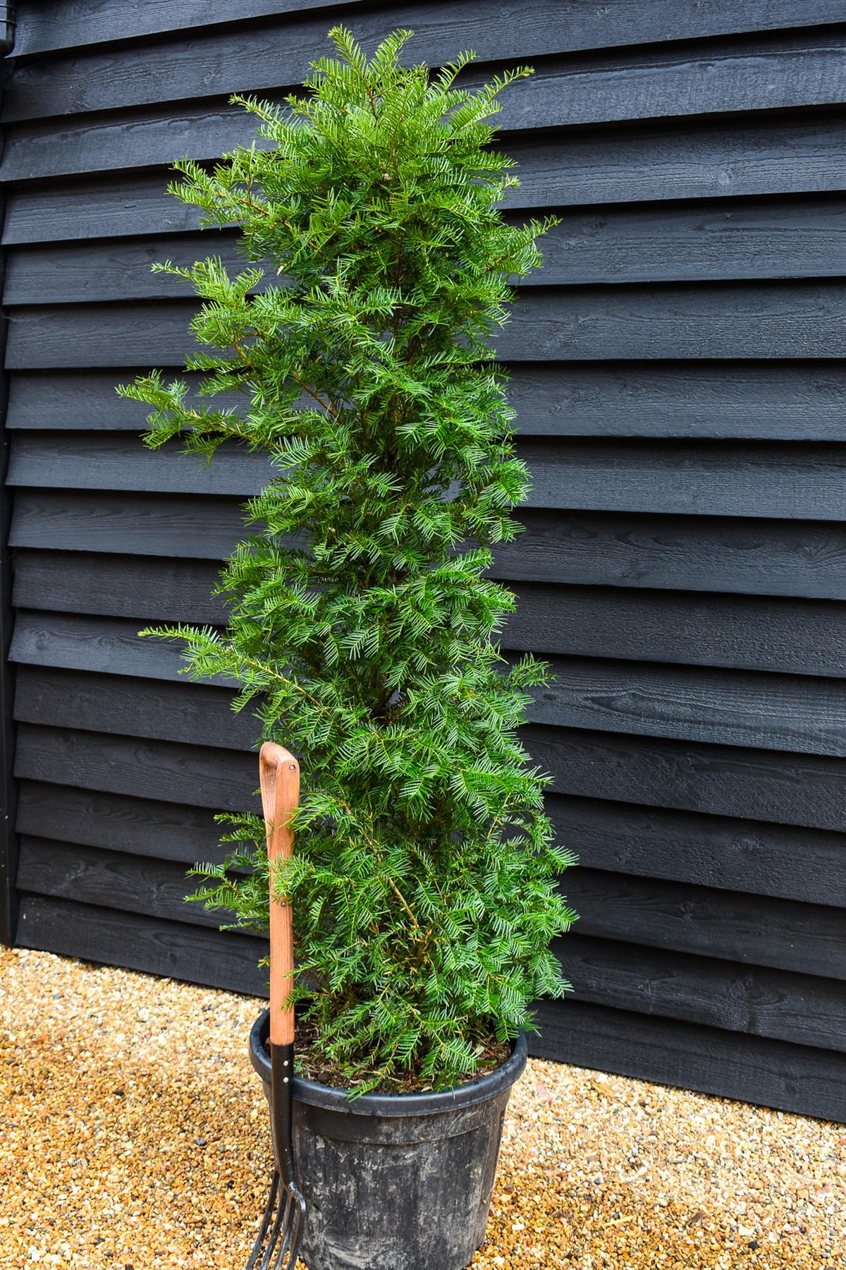 Taxus baccata | Yew - Bushy - Height 180-220cm - 50-70lt