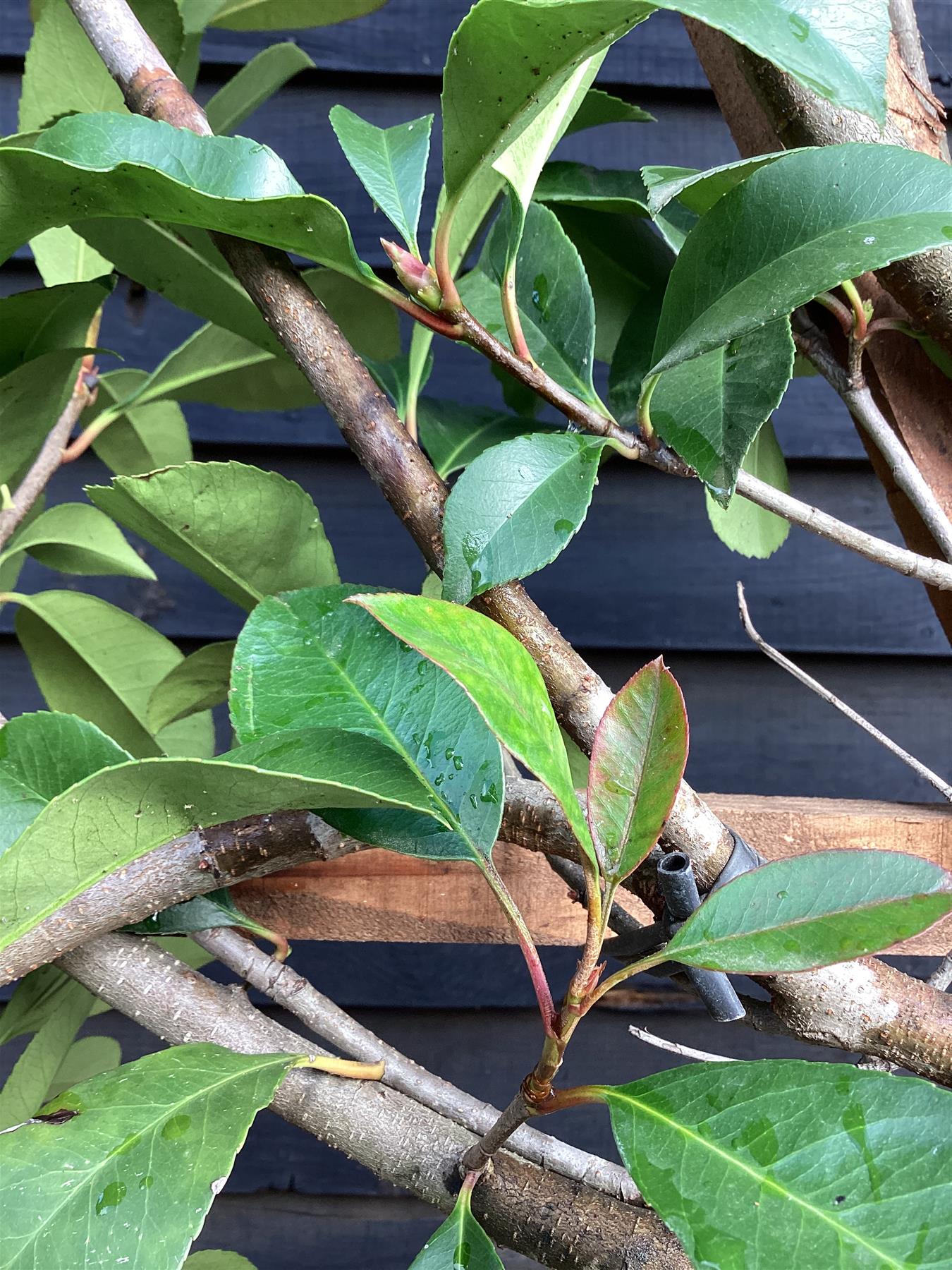 Photinia x fraseri Red Robin - Pleached/Espalier (100-120cm) - Clear Stem - Half Standard -  Girth 10-12 cm - 55lt