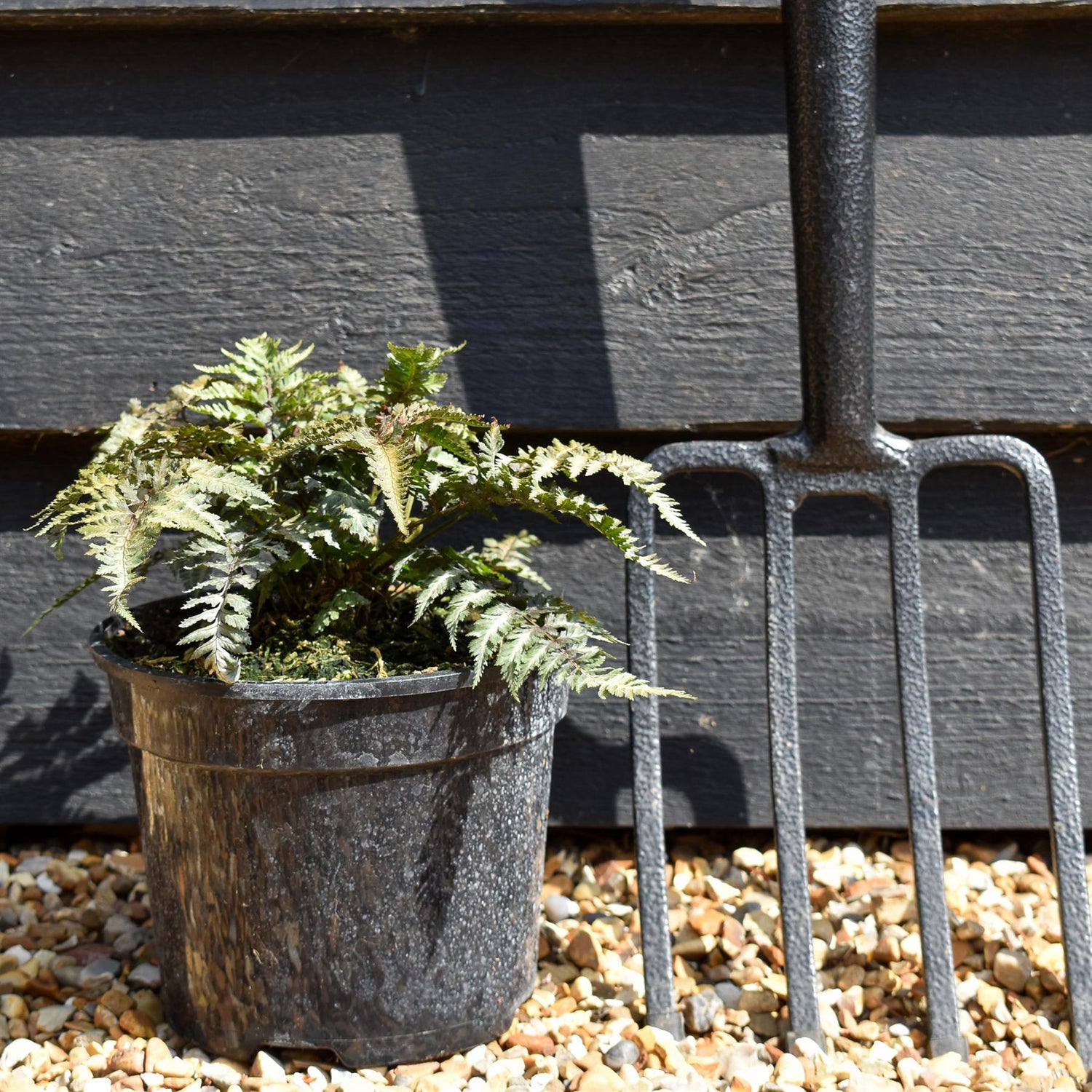 Athyrium niponicum 'Metallicum' - Fern - Height 10-20cm - 2lt