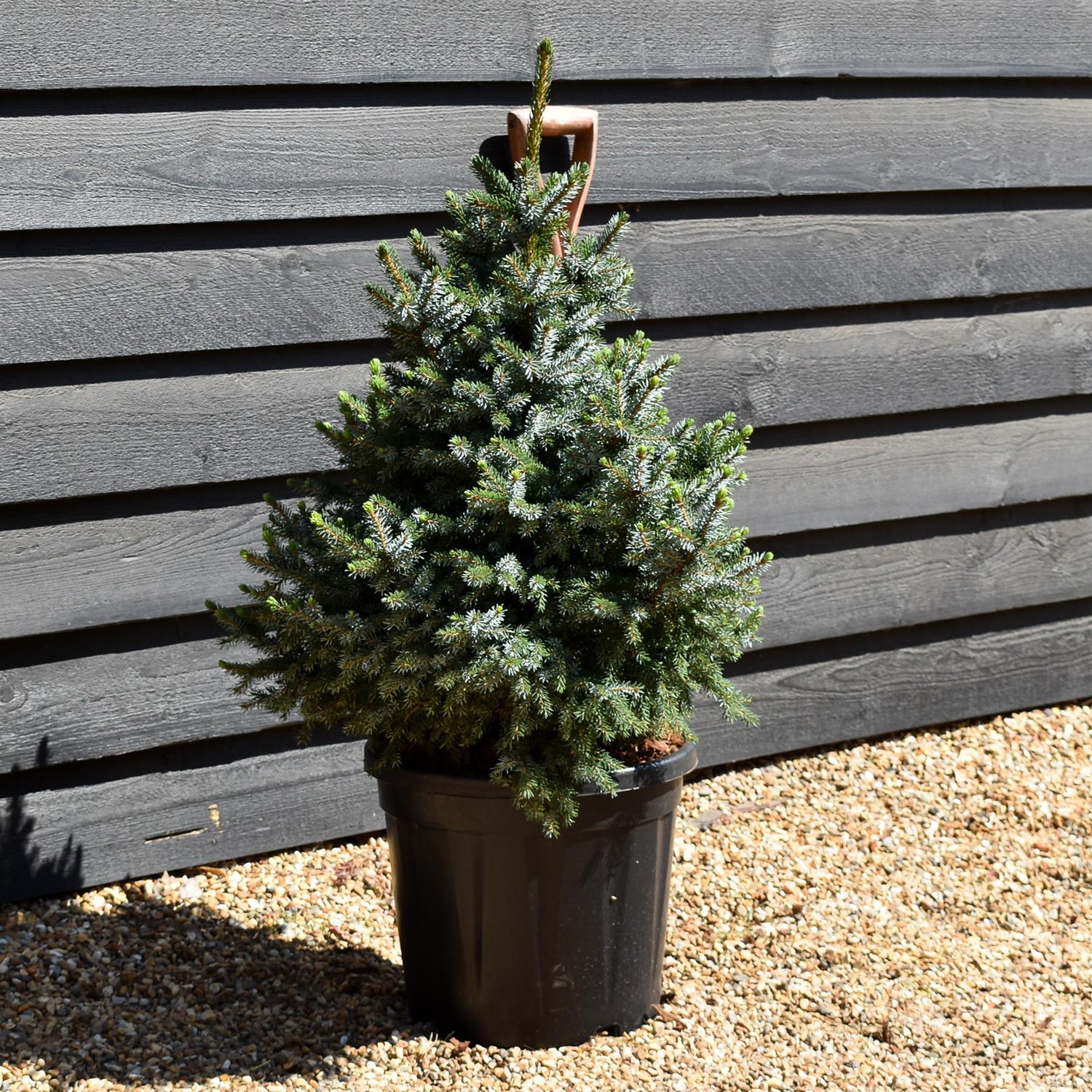 Picea Omorika Nana | Dwarf Serbian Spruce - Height 80cm - 20lt