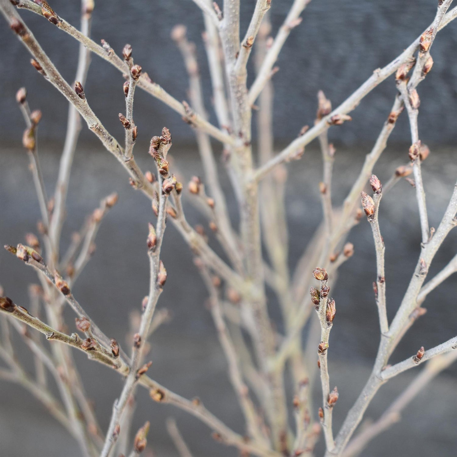 Betula Pendula 'Fuzzy Feathers' - Height 90-120cm - 10lt