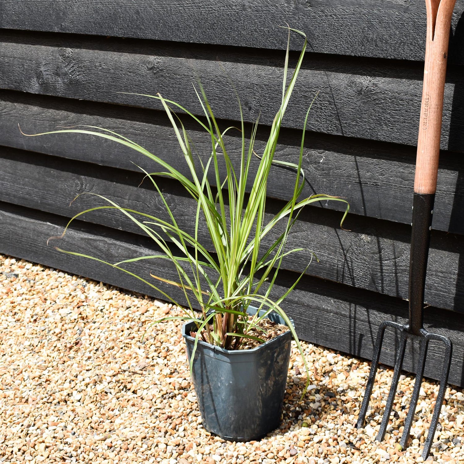 Miscanthus sinensis 'Malepartus' - Grass - Deciduous Perennial - 5lt