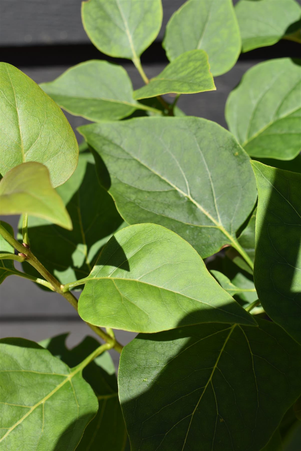 Lilac 'Alba' | Syringa vulgaris - 80cm - 12lt