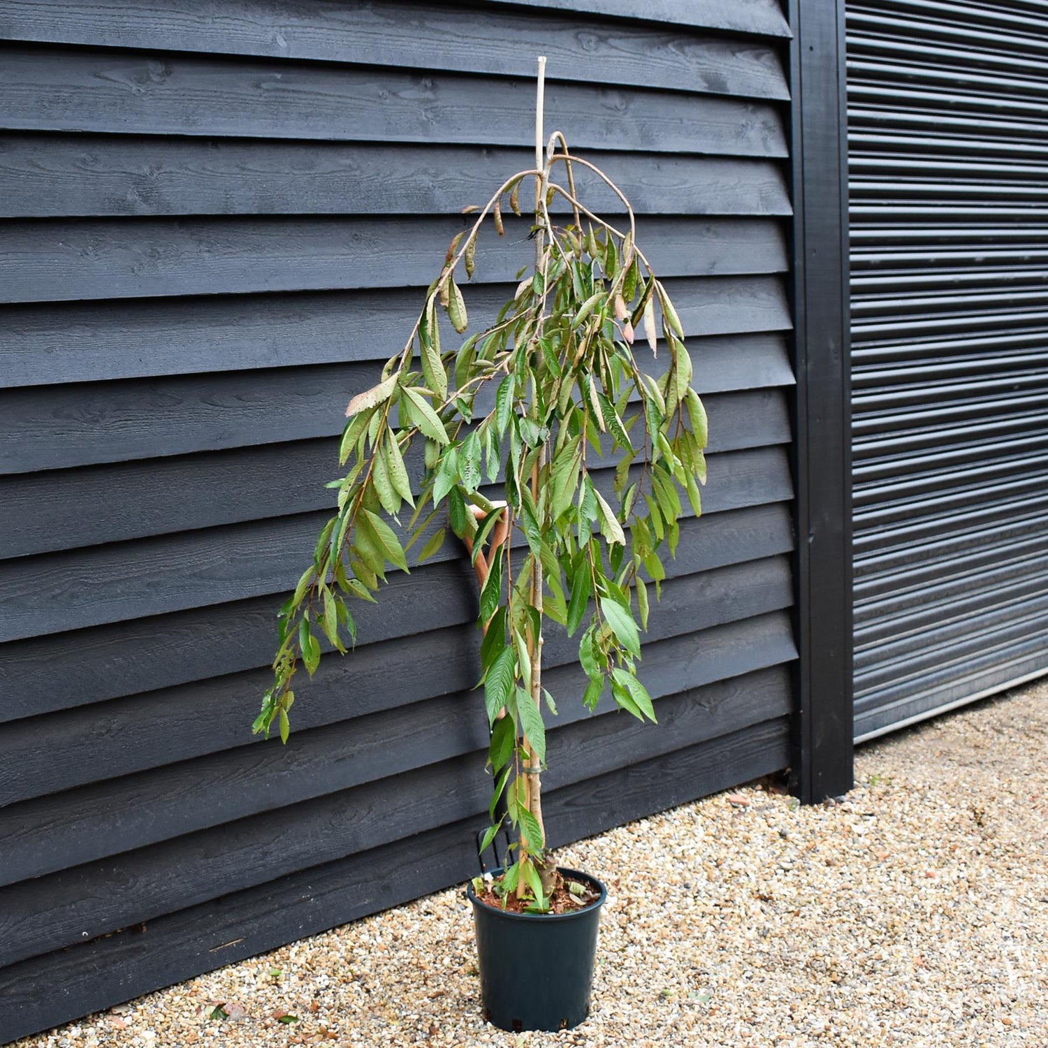 Prunus Subhirtella Pendula Rubra - Height 180-220cm - 12lt