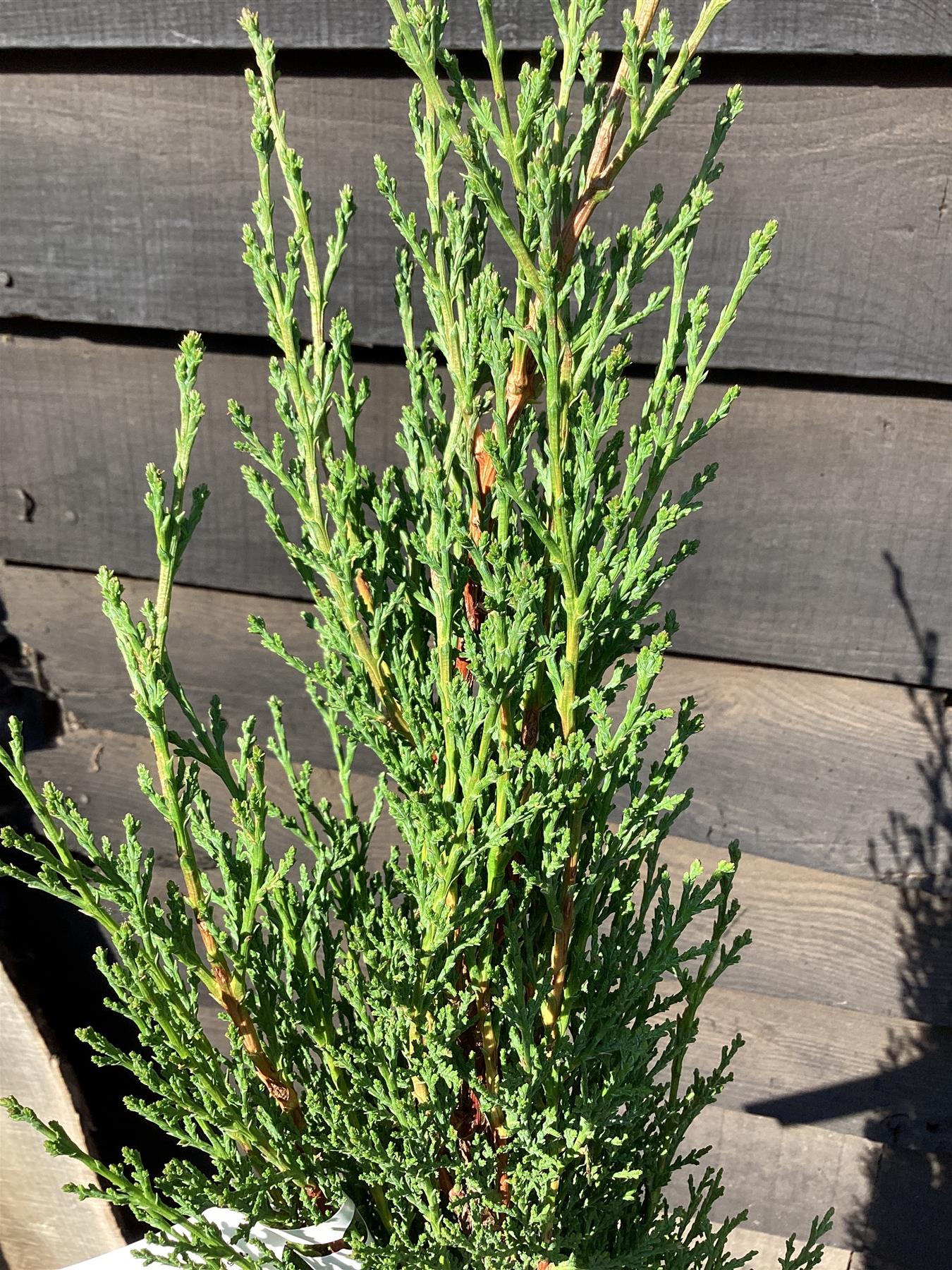 Cupressus sempervirens (Italian Cypress) - 180/190cm, 15lt