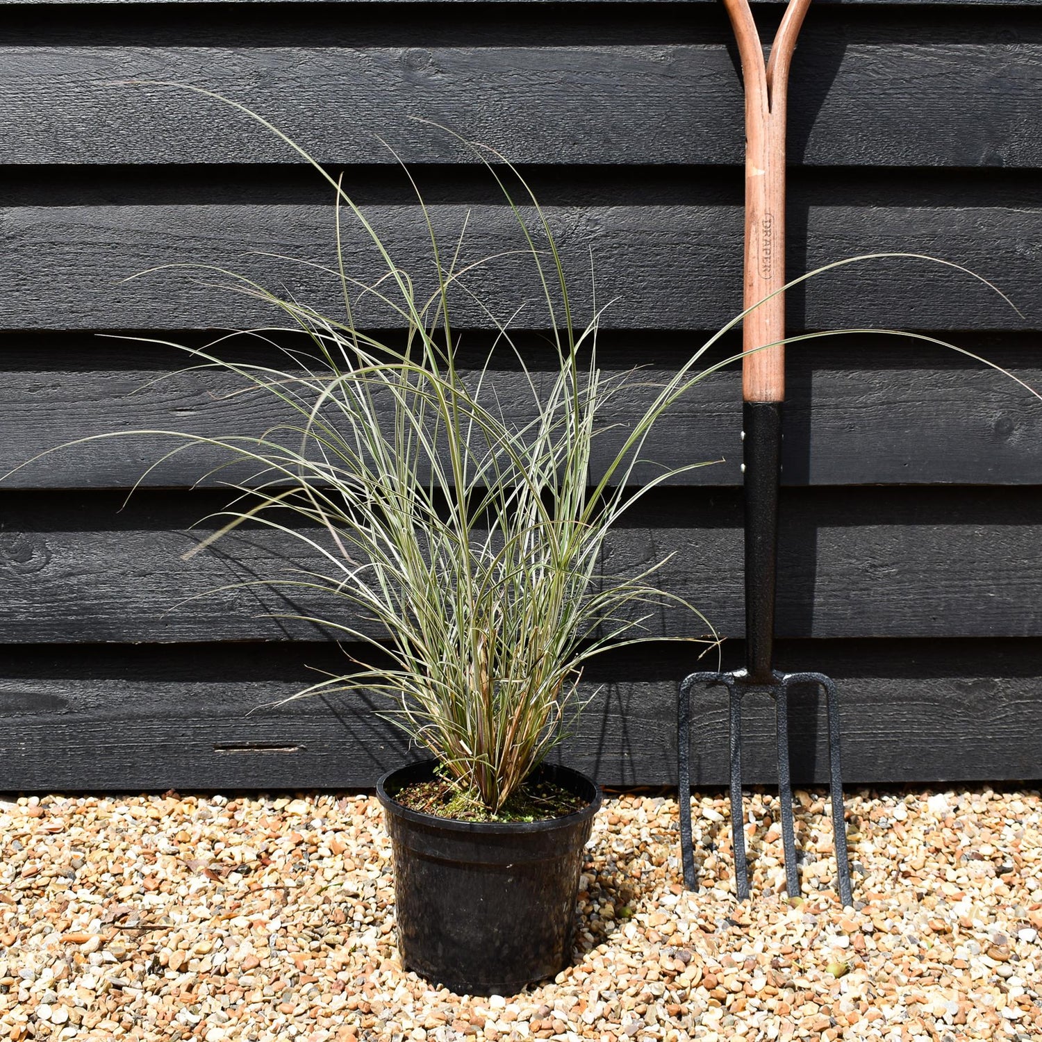 Miscanthus sinensis | Ornamental grass 'Morning Light' - 3lt