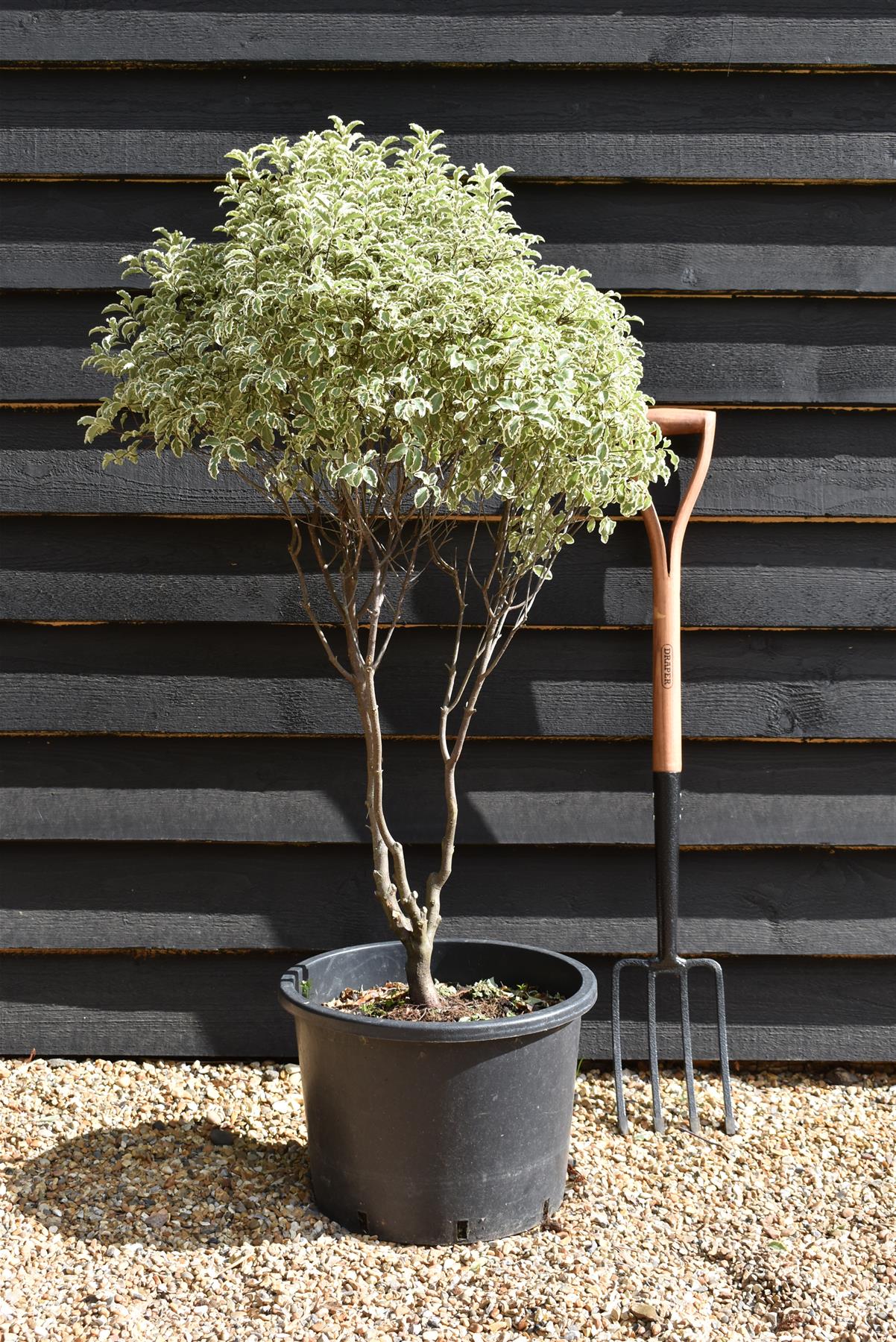 Pittosporum variegatum - Parachute - 110-115cm - 20lt