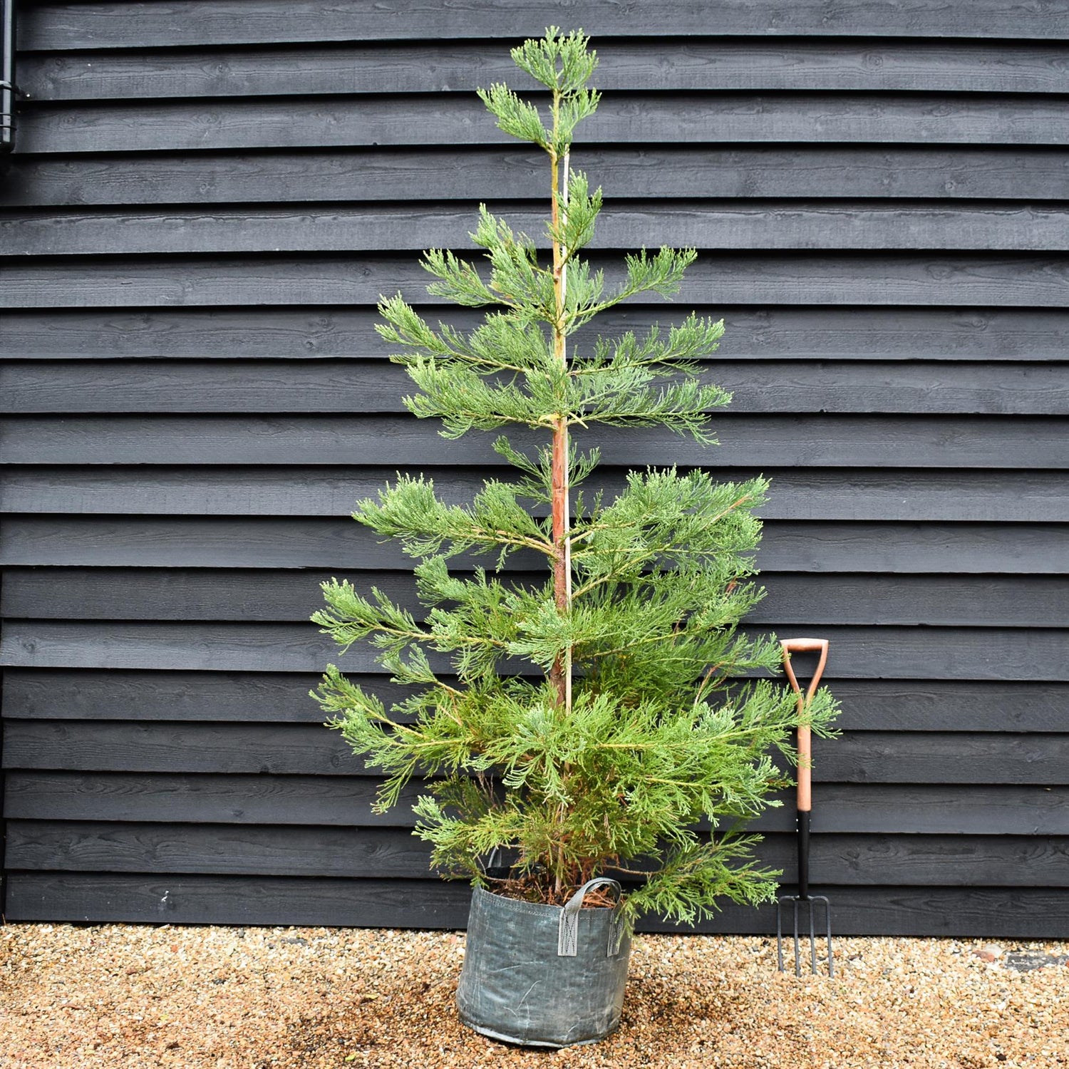 Sequoiadendron giganteum | Giant redwood - Height 175cm - Width 150-175cm - 90lt