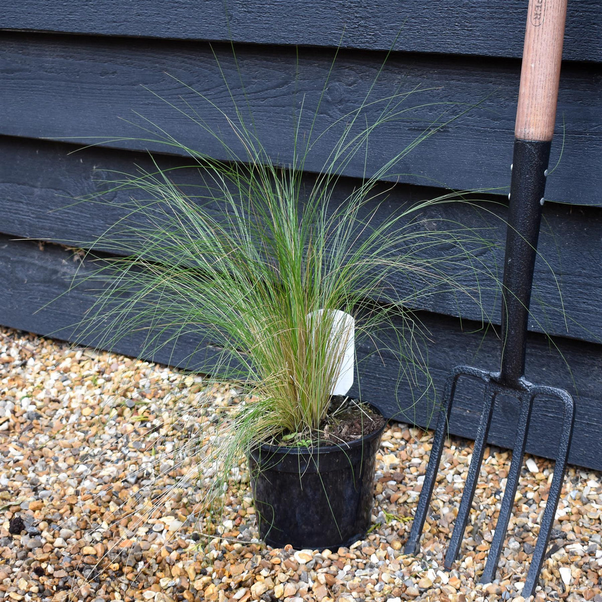 Stipa tenuissima 'Pony Tails' | Mexican Feather Grass - Height 30-40cm - 3lt
