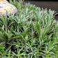 English lavender | Lavandula angustifolia Munstead - 10lt
