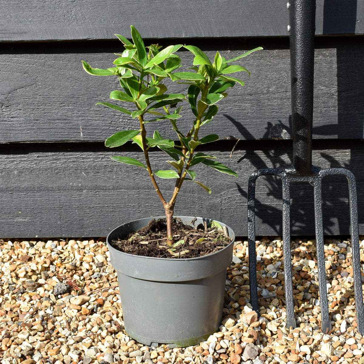 Daphne odora Aurea Marginata | Daphne Aureomarginata - Height 20-30cm - 2lt