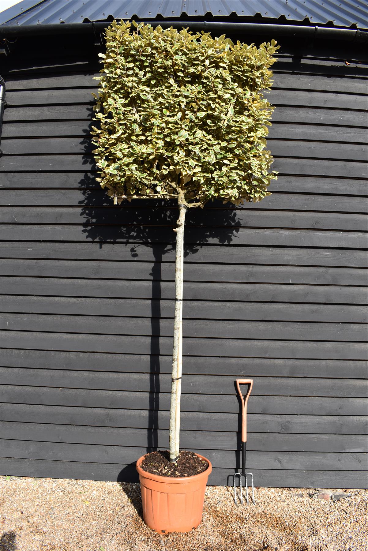 Elaeagnus ebbingei 'Viveleg' - Standard - Pleaced/Espalier (100x100cm bamboo) - Stem 200cm - Girth 10-12cm - Height 300cm - 70lt