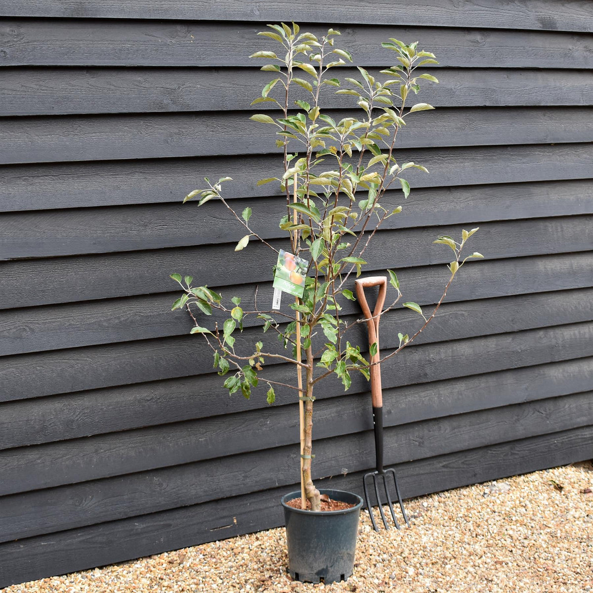 Apple tree 'Cox Orange Pippin' | Malus domestica - M26 - Semi- Dwarfing - 150-160cm - 10lt