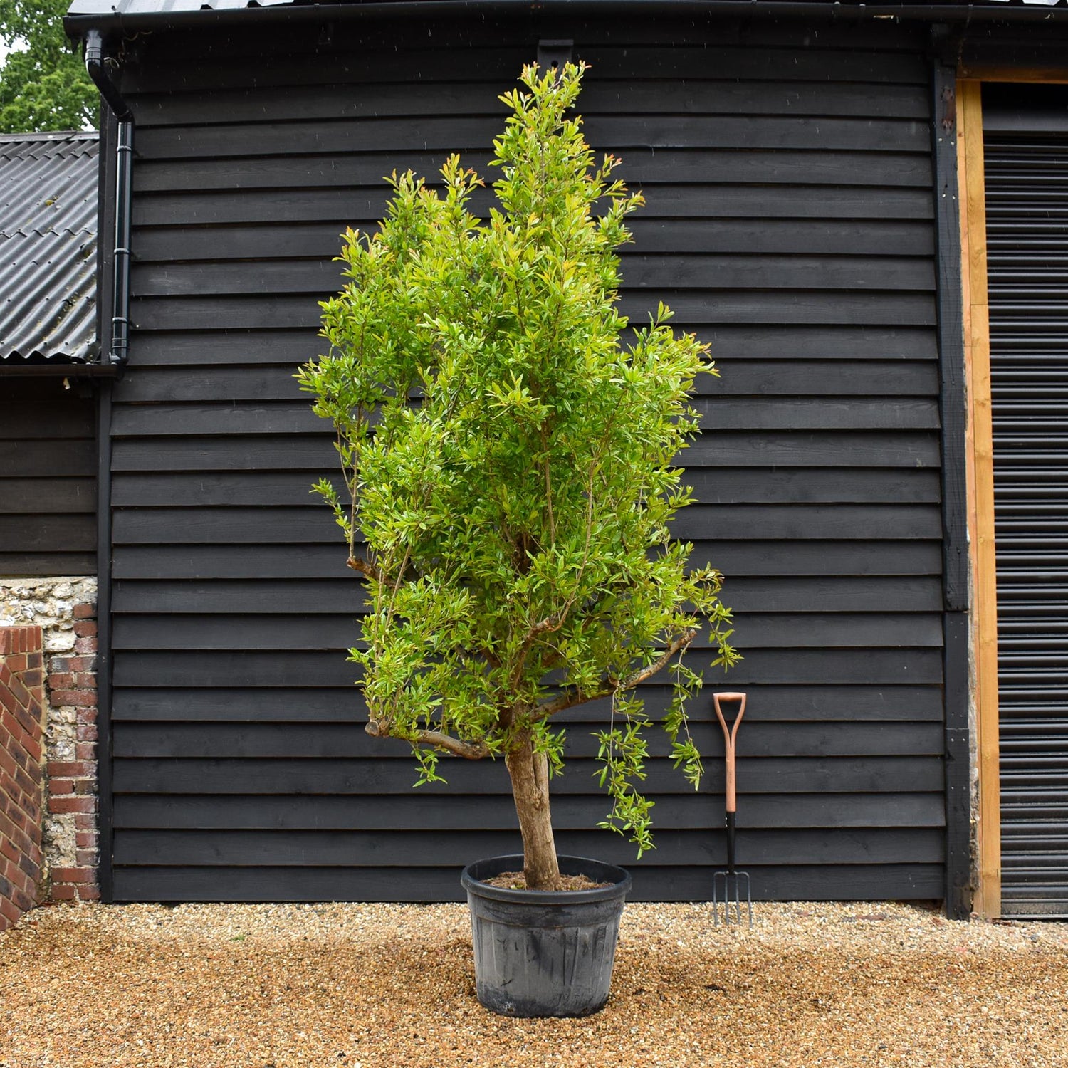 Punica granatum - Pomegranate - Girth 38-40cm - Height 200-220cm - 70lt