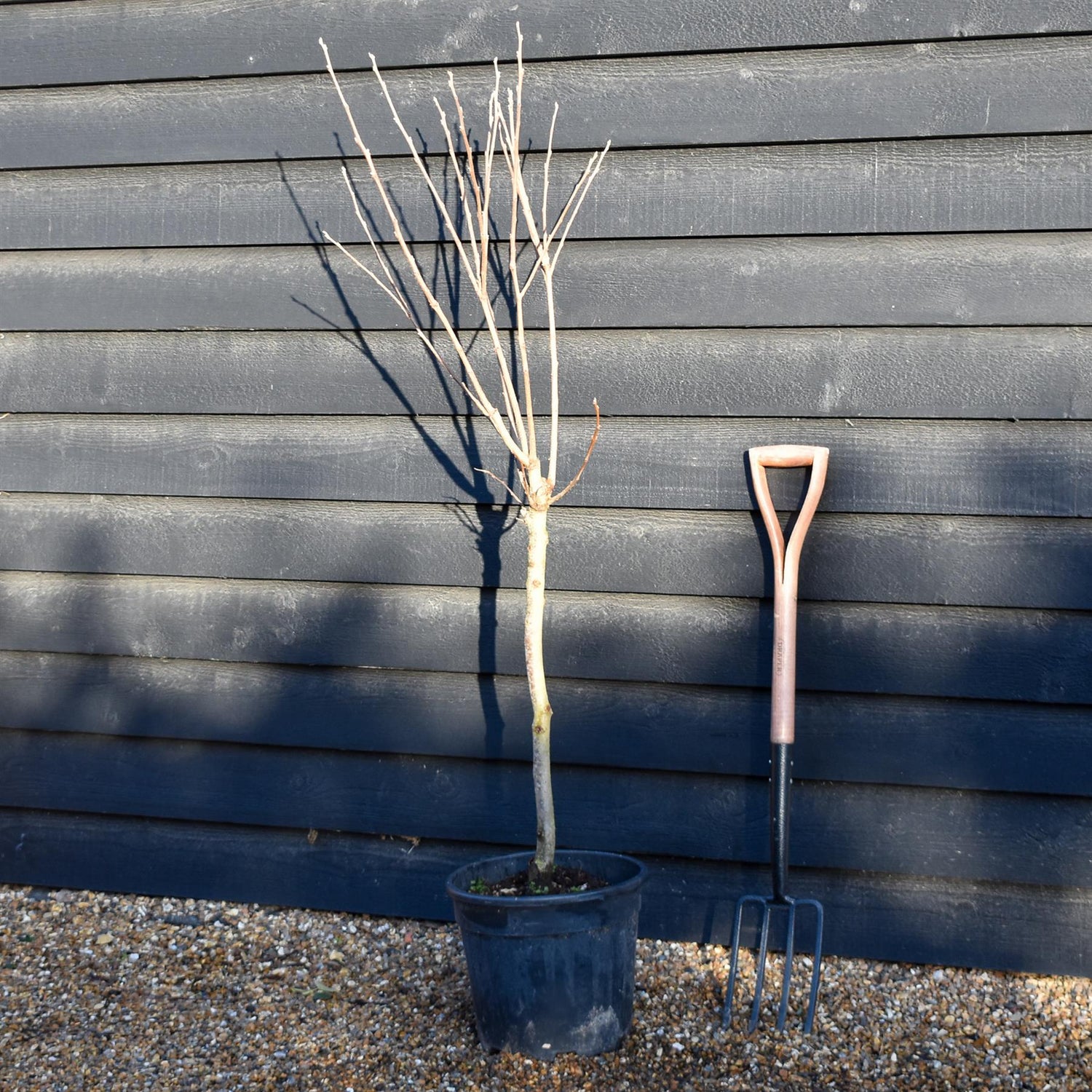 Diospyros kaki 'Rojo Brillante' | Spanish Persimmon - Quarter Standard - Clear Stem - Height 130-140cm - 18lt