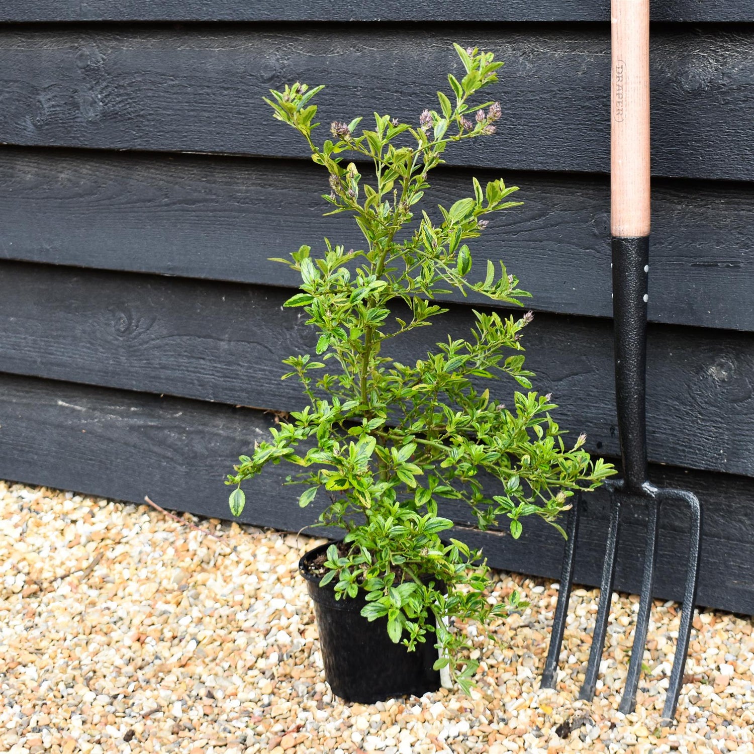 Ceanothus El Dorado | Californian lilac ‘El Dorado' - 15-35cm, 2lt