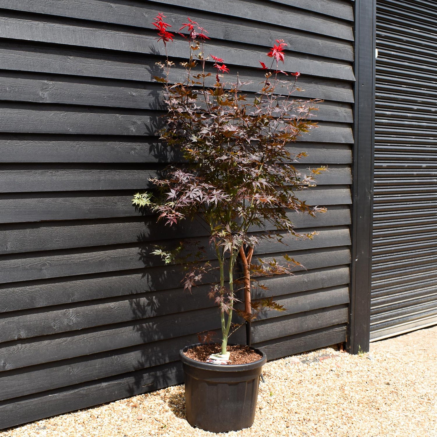 Acer palmatum 'Katsura' | Katsura Japanese Maple  Bushy - Height 180-200cm -  55lt