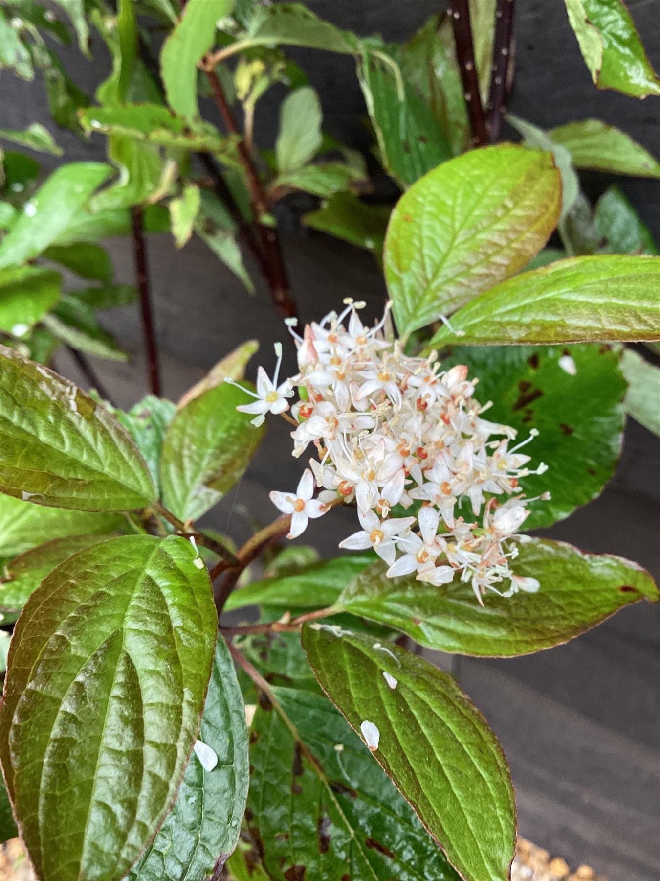 Cornus alba 'Kesselringii' | White dogwood 'Kesselringii' - Height - 100-110cm - 10lt