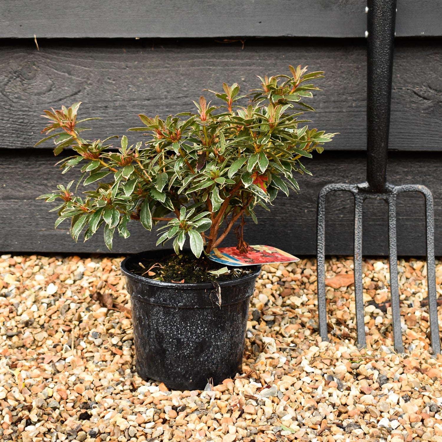 Azalea Japonica 'Hot Shot' - Height 15-20cm - Bushy - 2lt